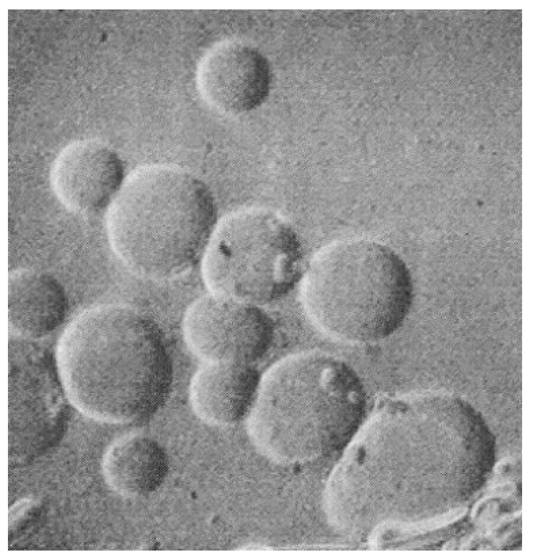 Life 09 00077 g002 Life 09 00077 g002