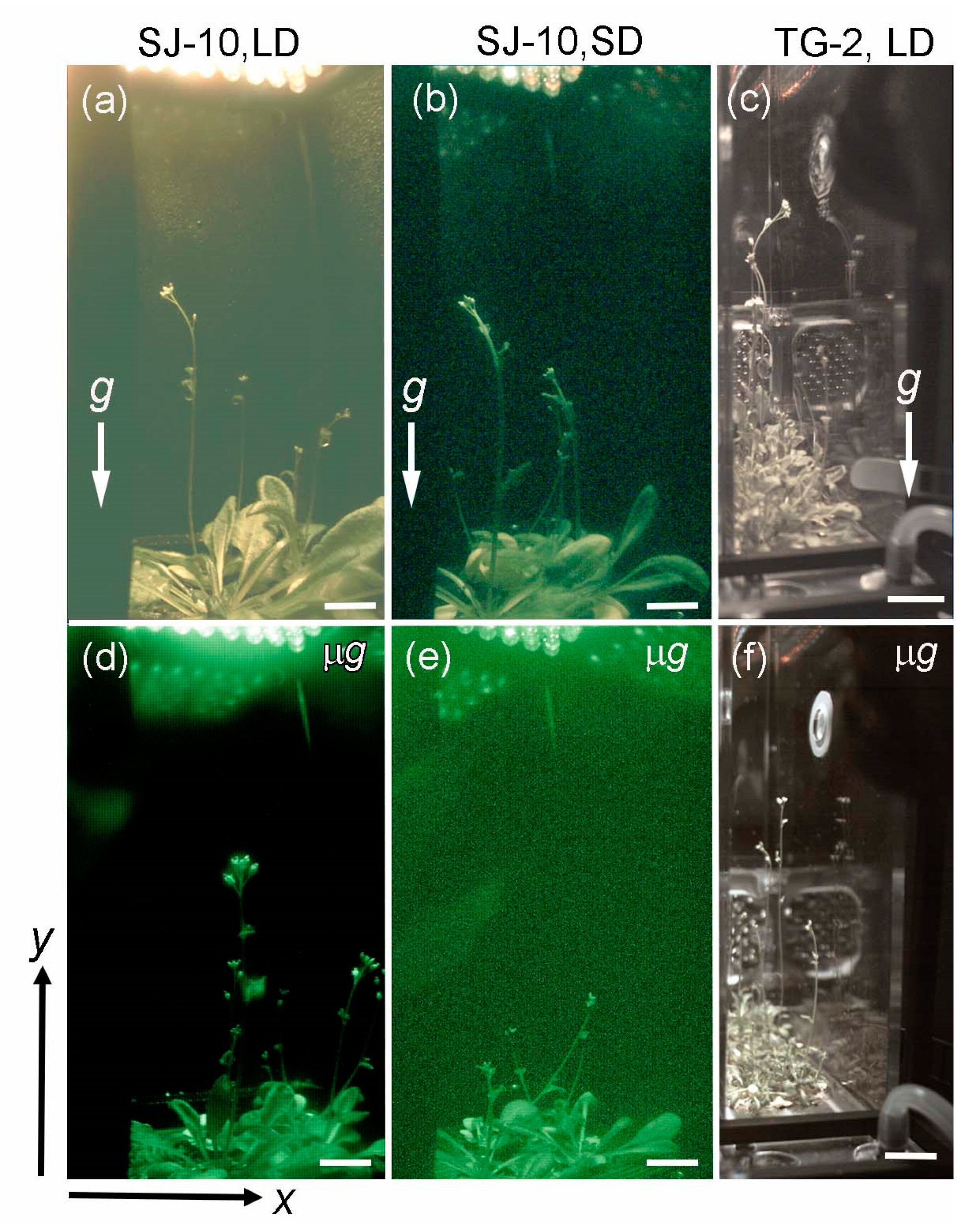 Life 10 00026 g002 Life 10 00026 g002