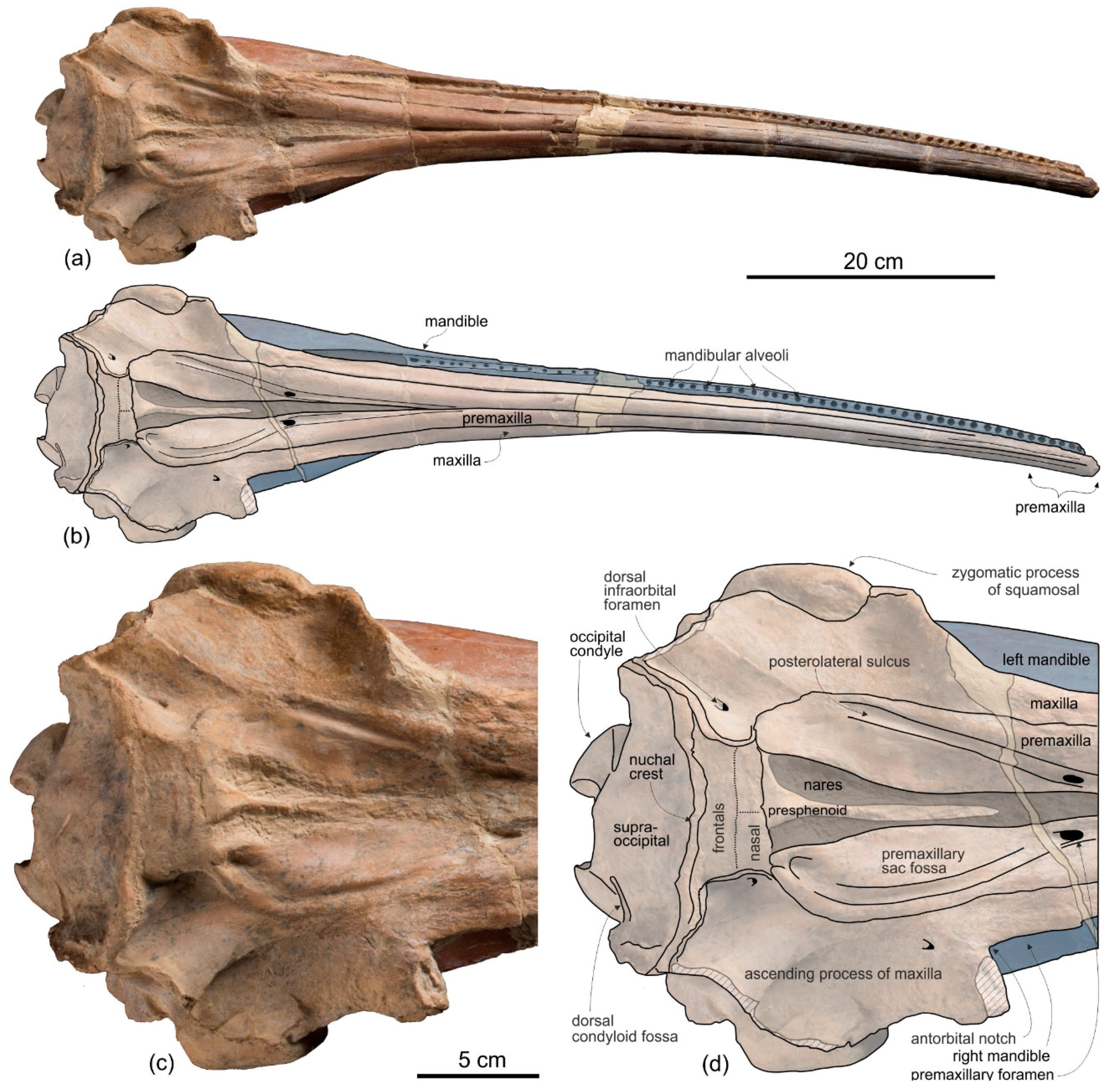 Life 10 00027 g002 Life 10 00027 g002