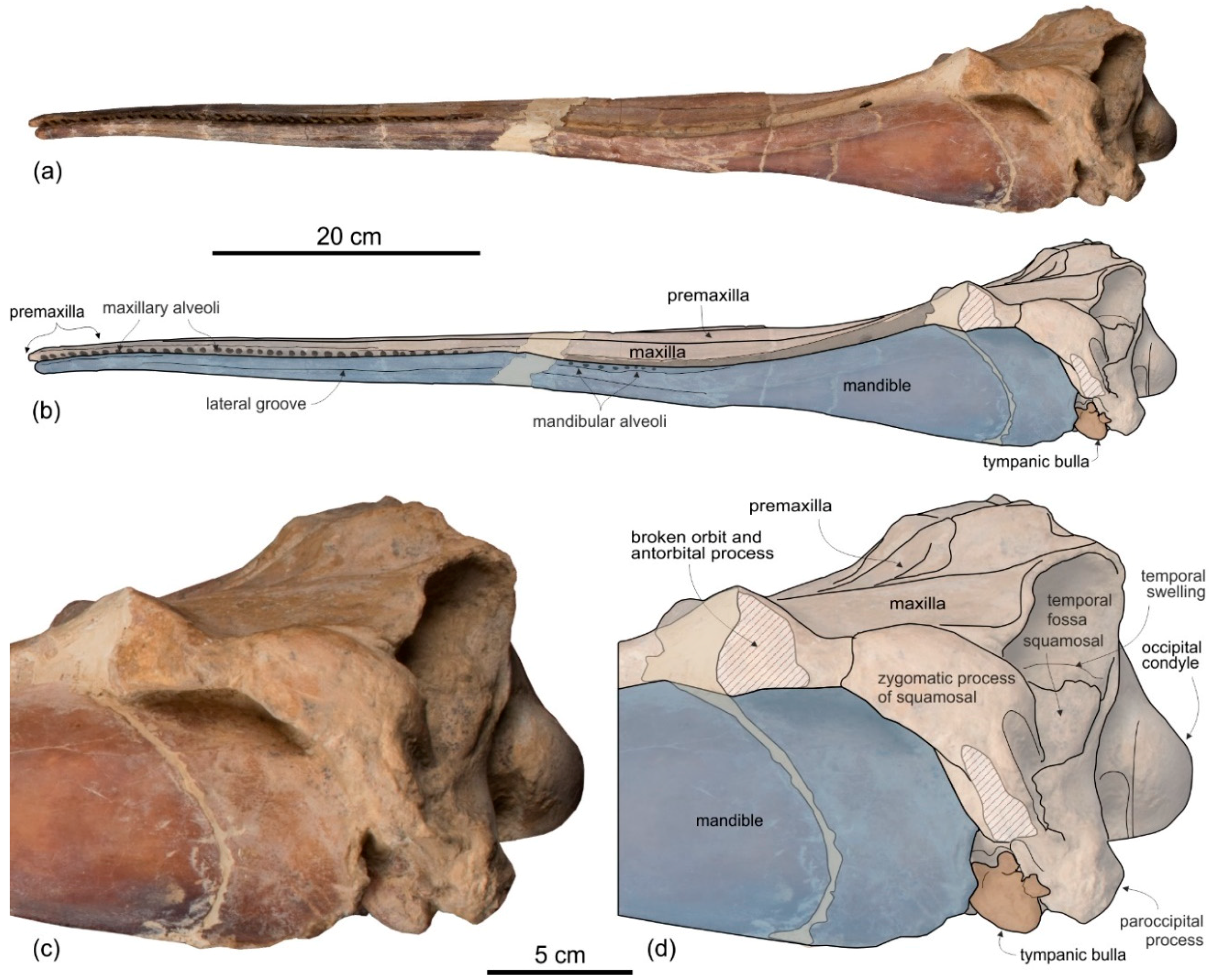 Life 10 00027 g004 Life 10 00027 g004