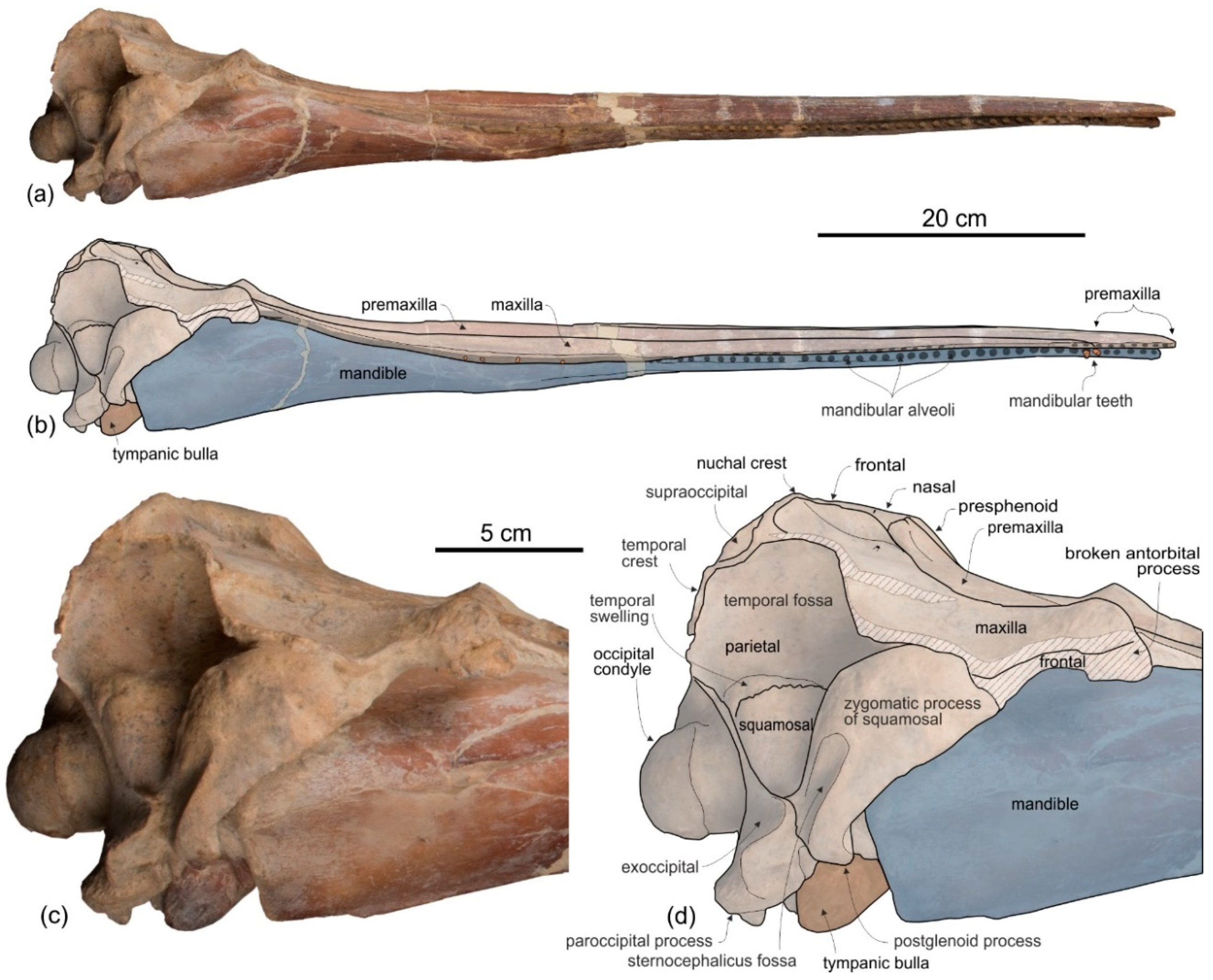 Life 10 00027 g005 Life 10 00027 g005