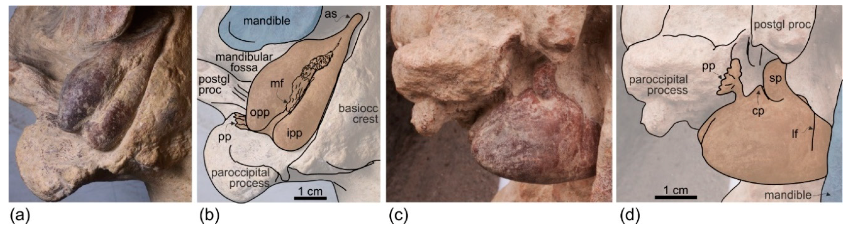 Life 10 00027 g007 Life 10 00027 g007