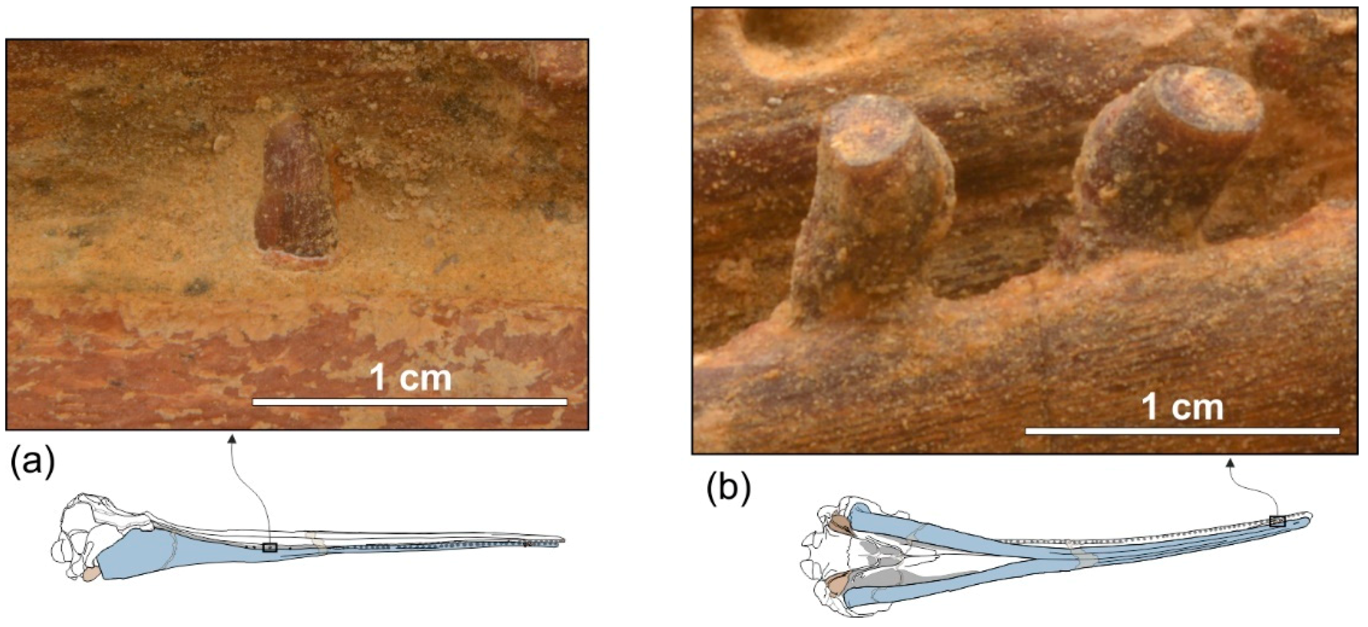 Life 10 00027 g008 Life 10 00027 g008