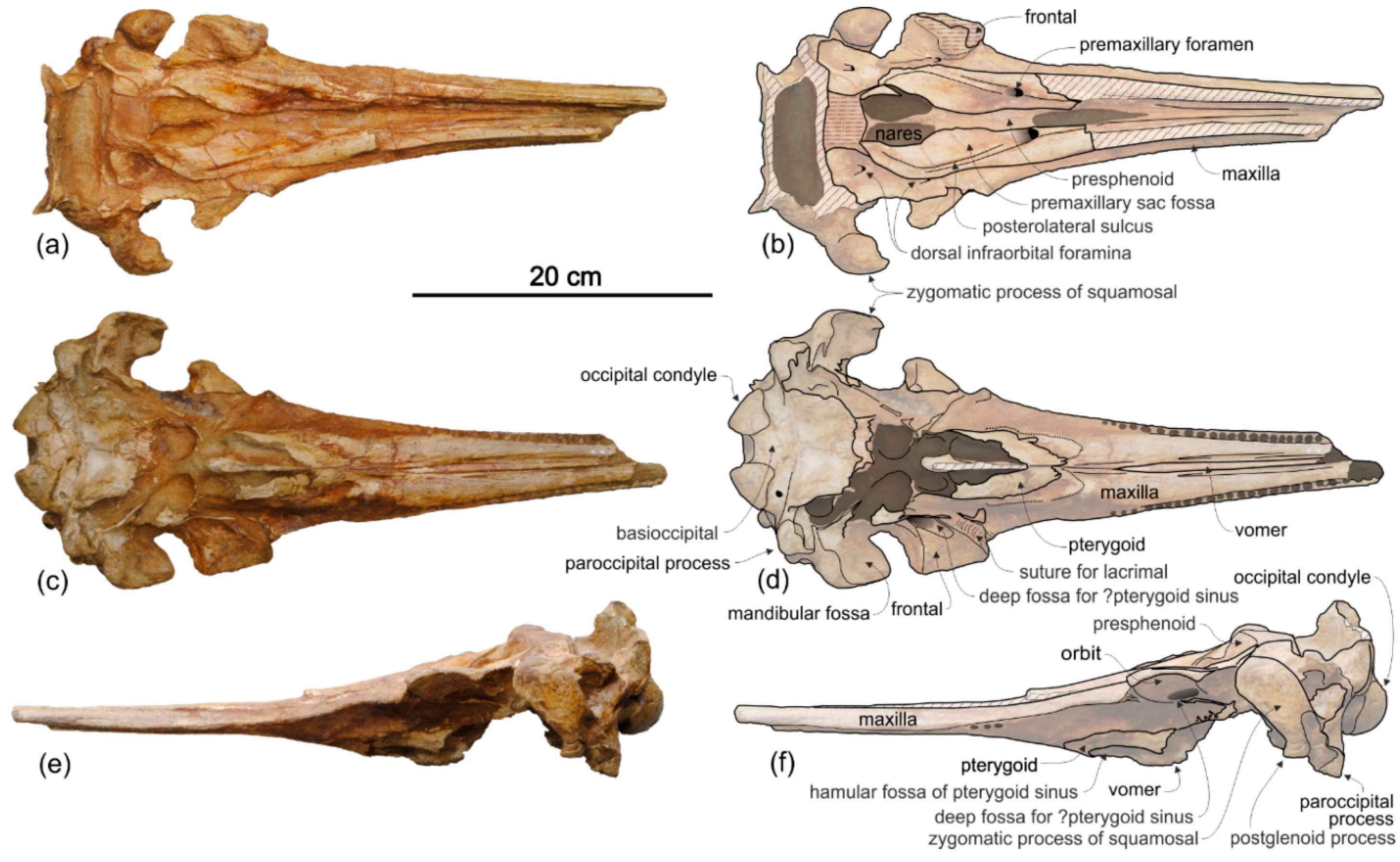 Life 10 00027 g010 Life 10 00027 g010