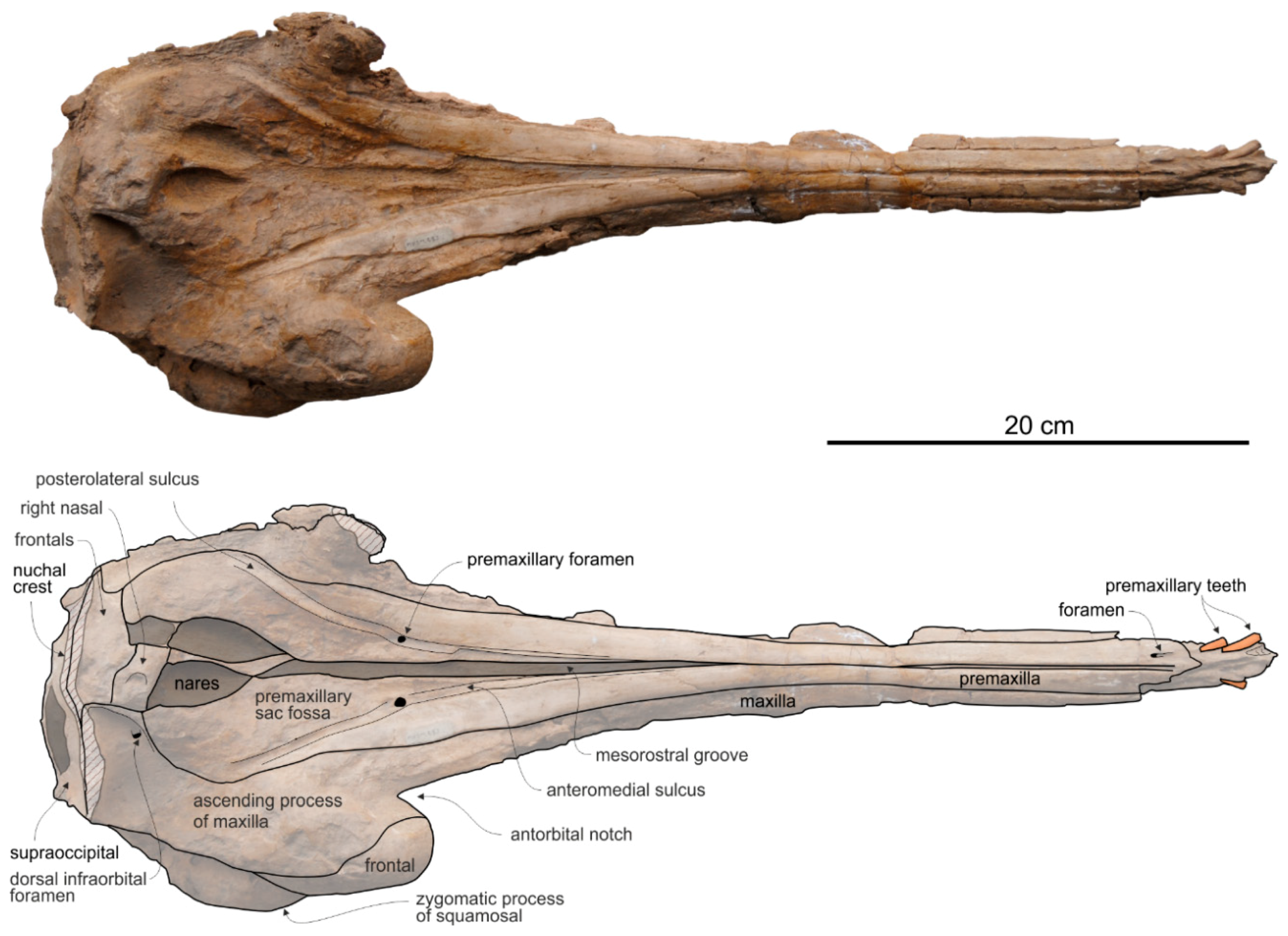 Life 10 00027 g011 Life 10 00027 g011