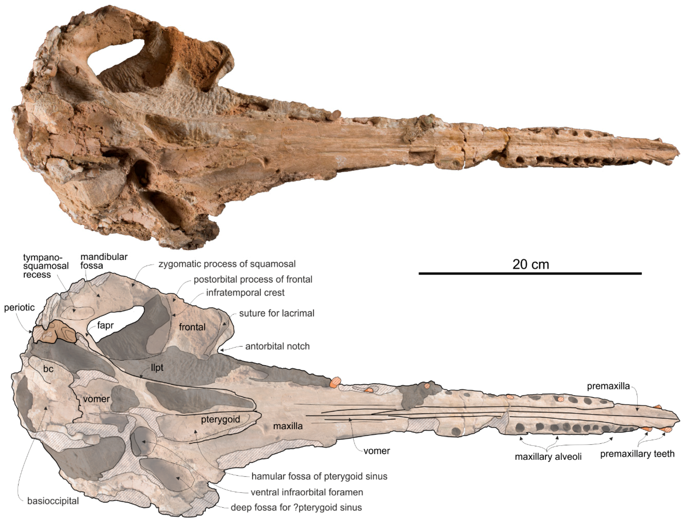 Life 10 00027 g012 Life 10 00027 g012