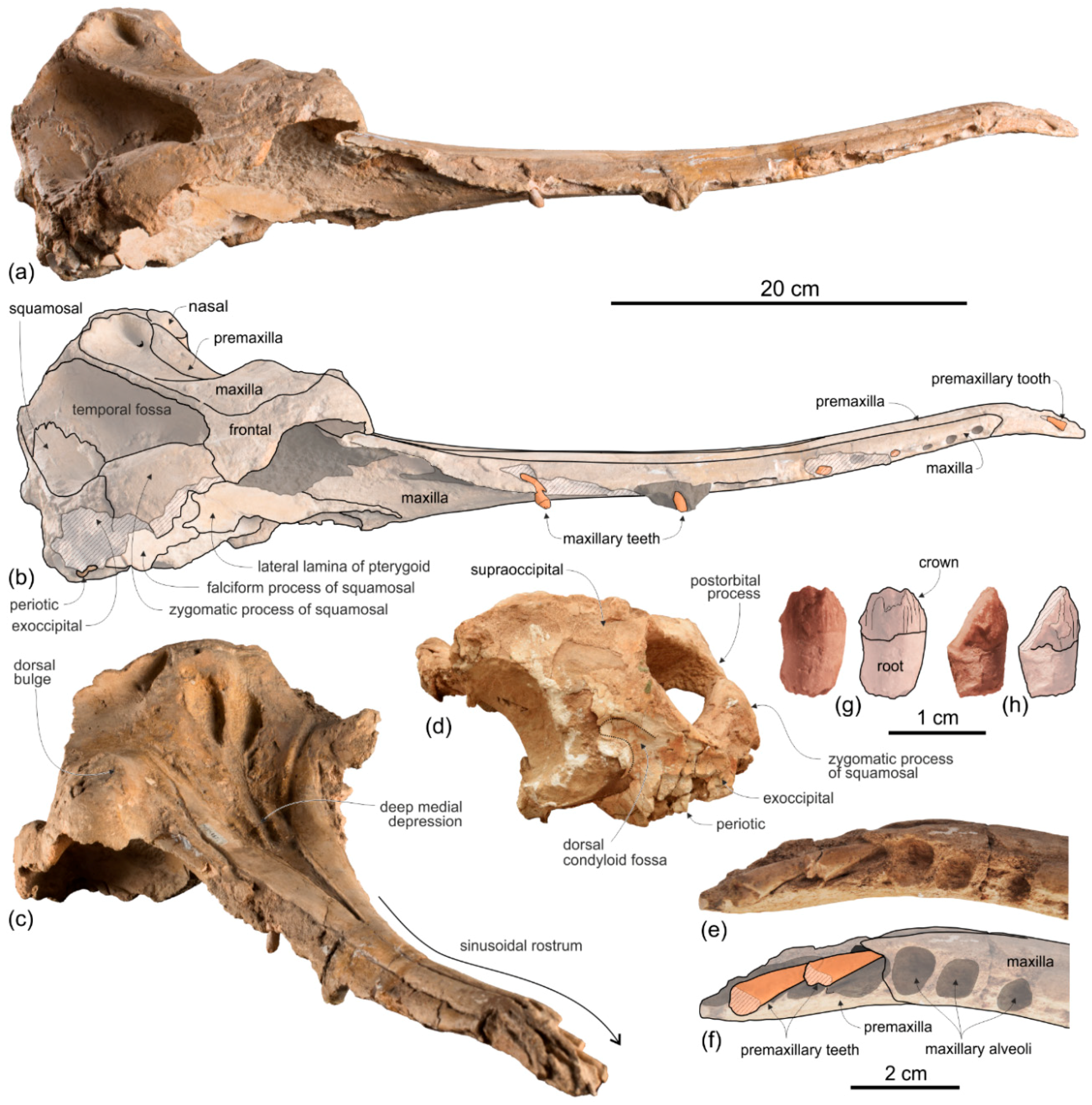 Life 10 00027 g013 Life 10 00027 g013