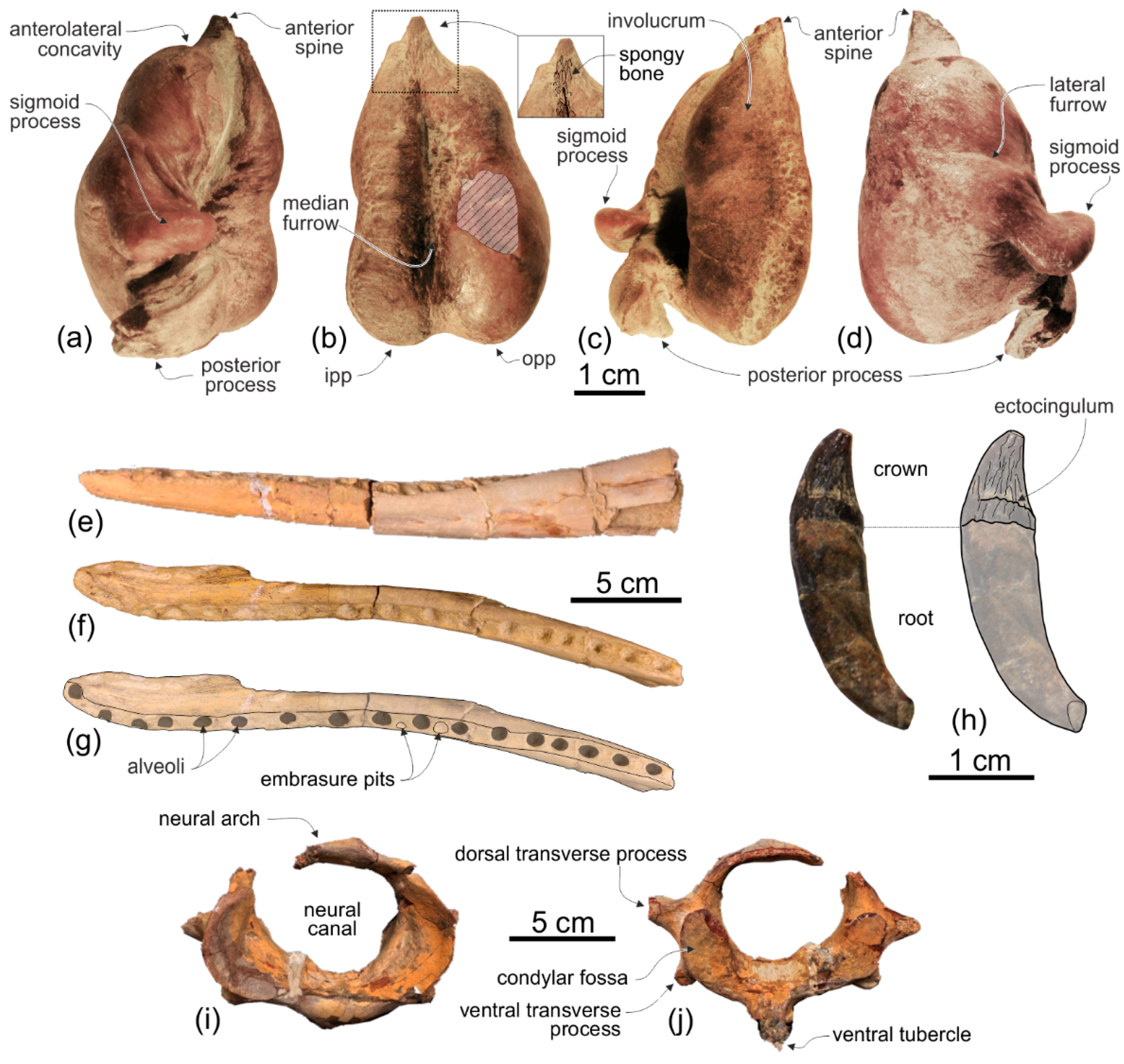 Life 10 00027 g016 Life 10 00027 g016