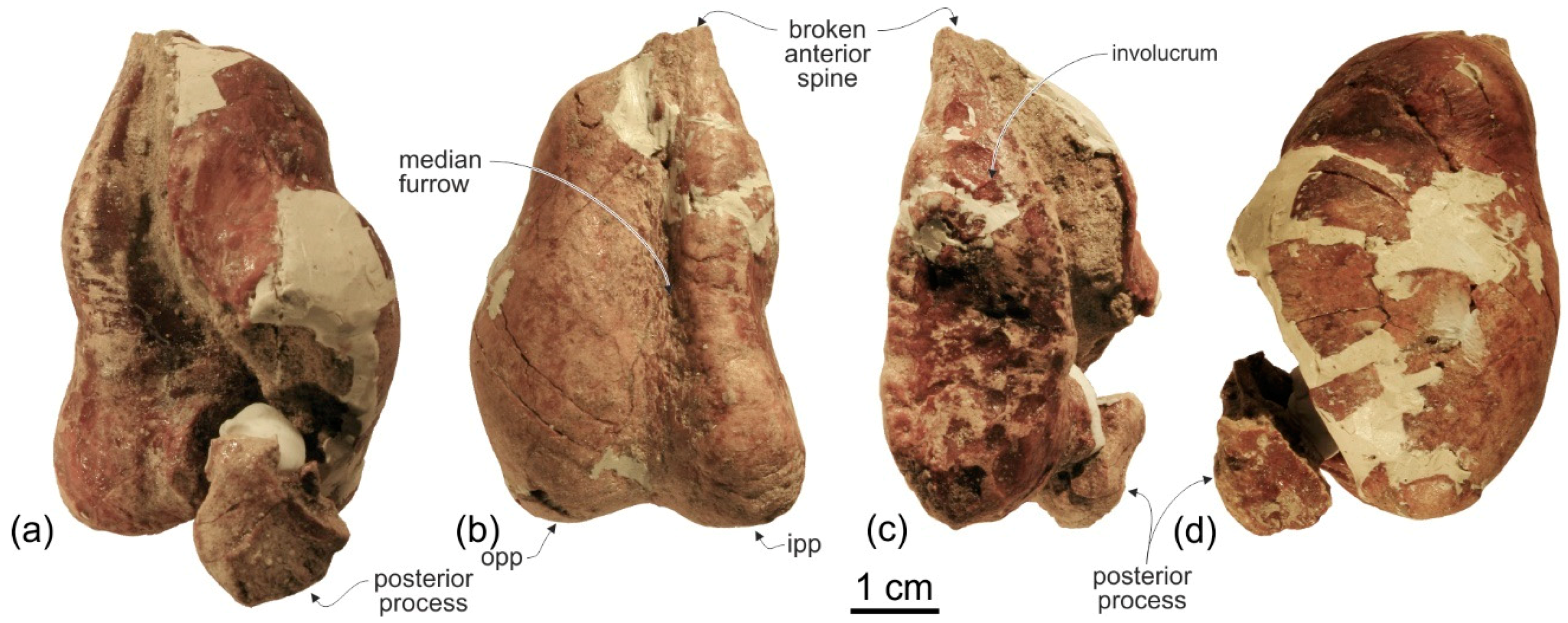 Life 10 00027 g019 Life 10 00027 g019