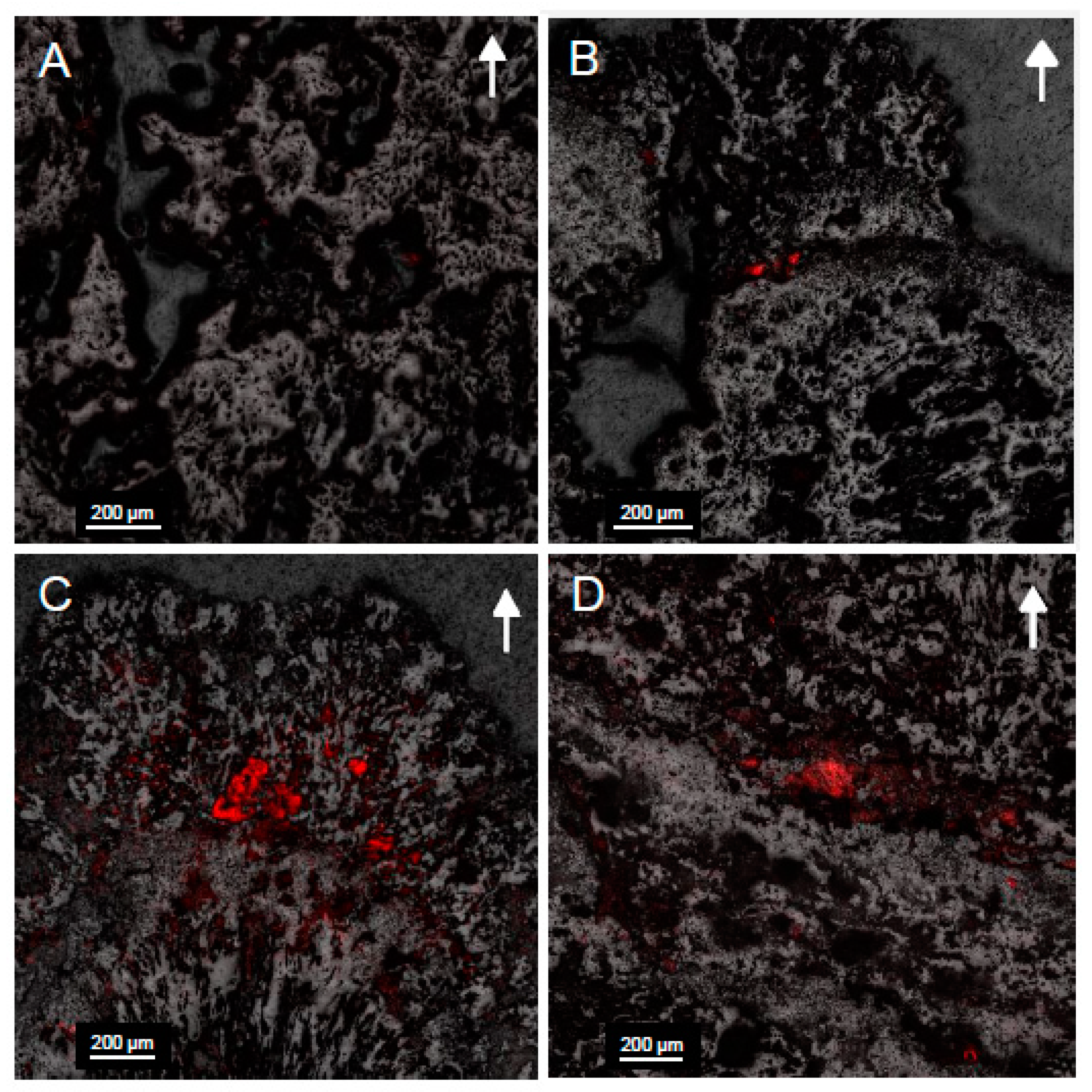 Life 10 00066 g007 Life 10 00066 g007