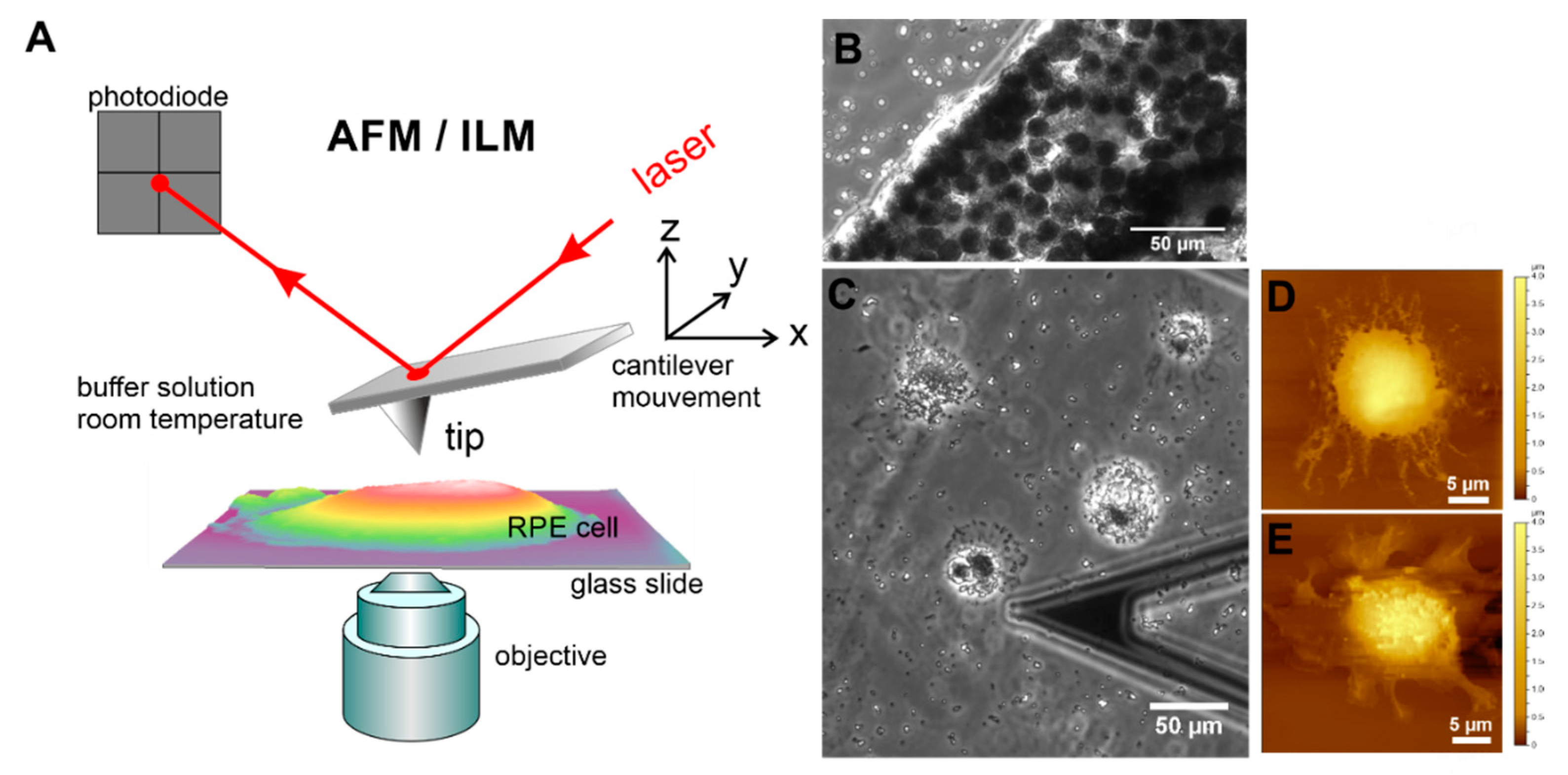 Life 10 00128 g002 Life 10 00128 g002