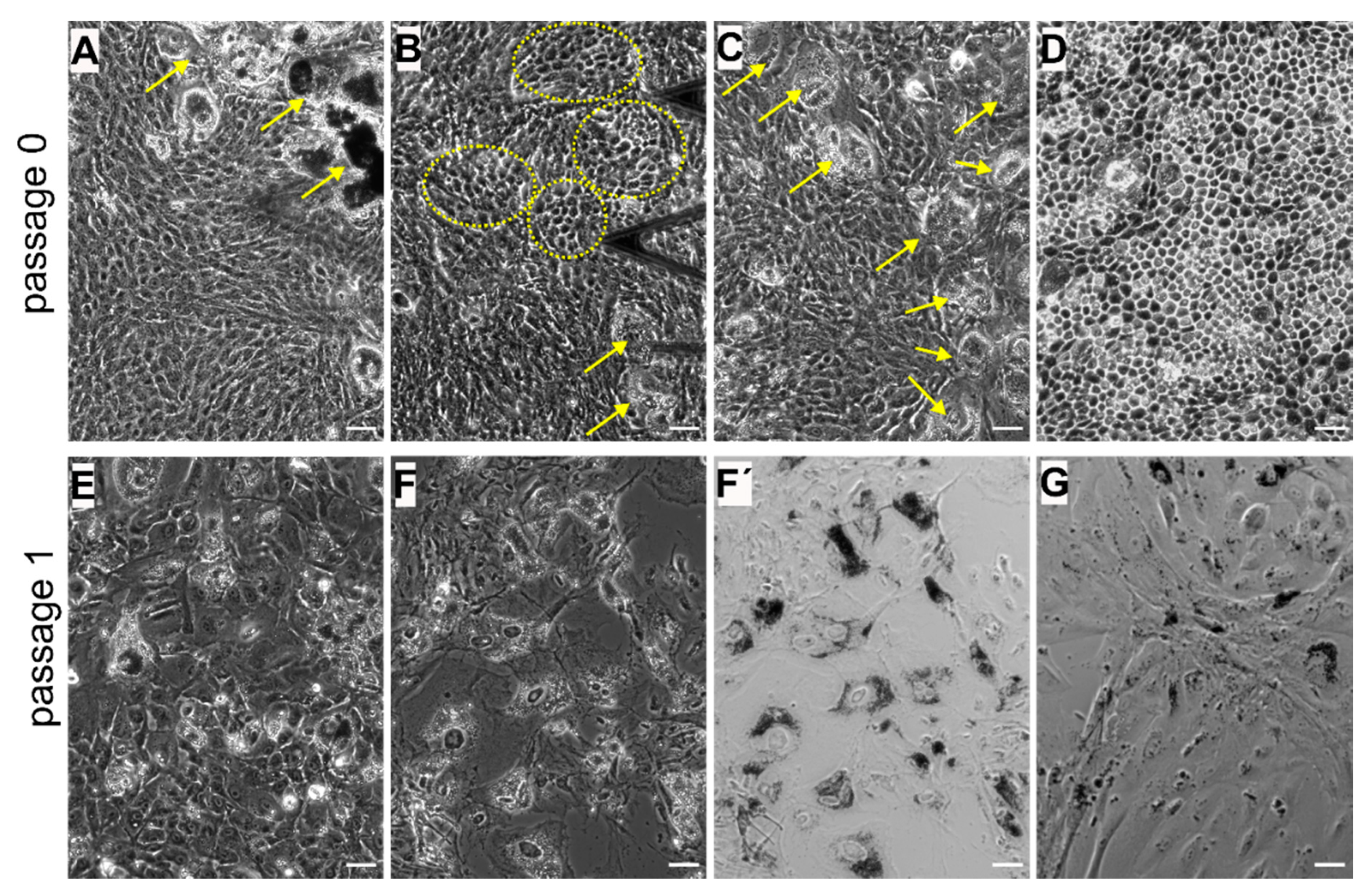 Life 10 00128 g003 Life 10 00128 g003
