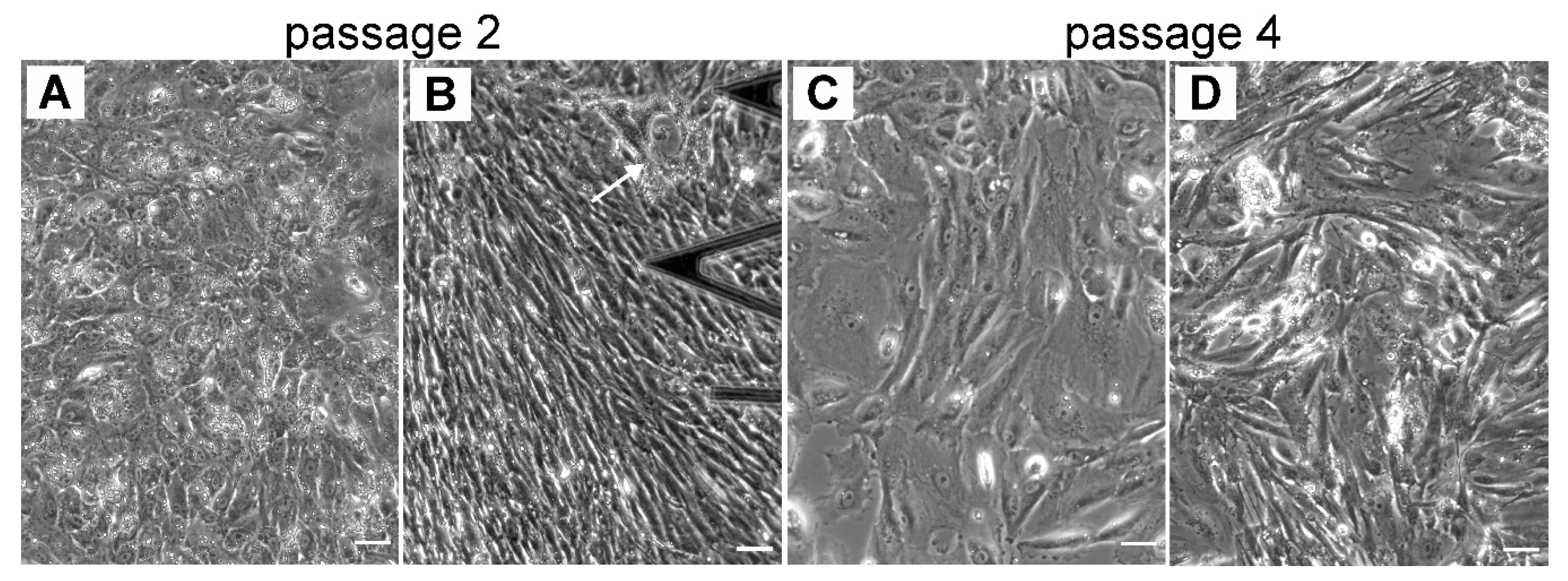 Life 10 00128 g004 Life 10 00128 g004