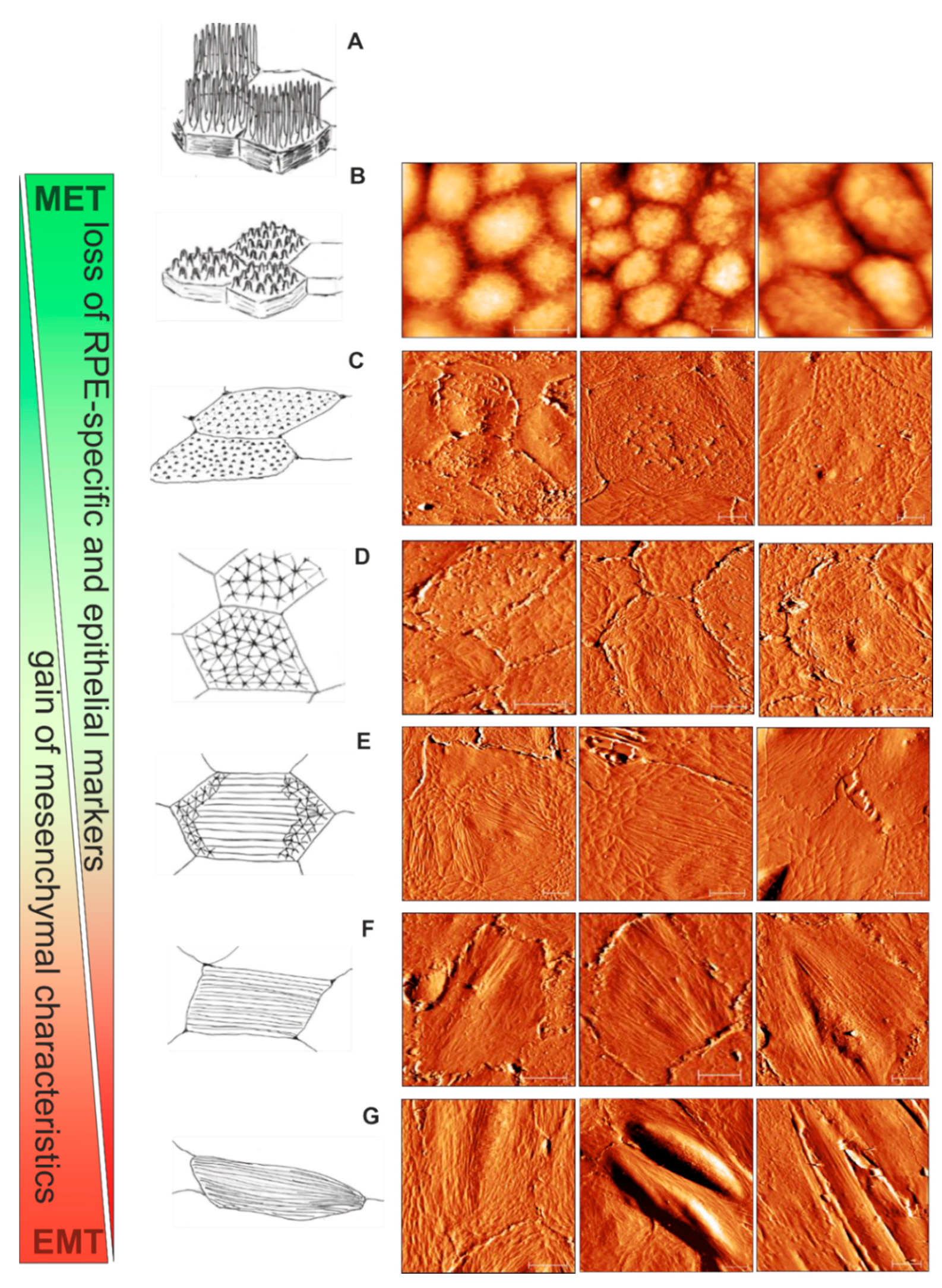 Life 10 00128 g007 Life 10 00128 g007