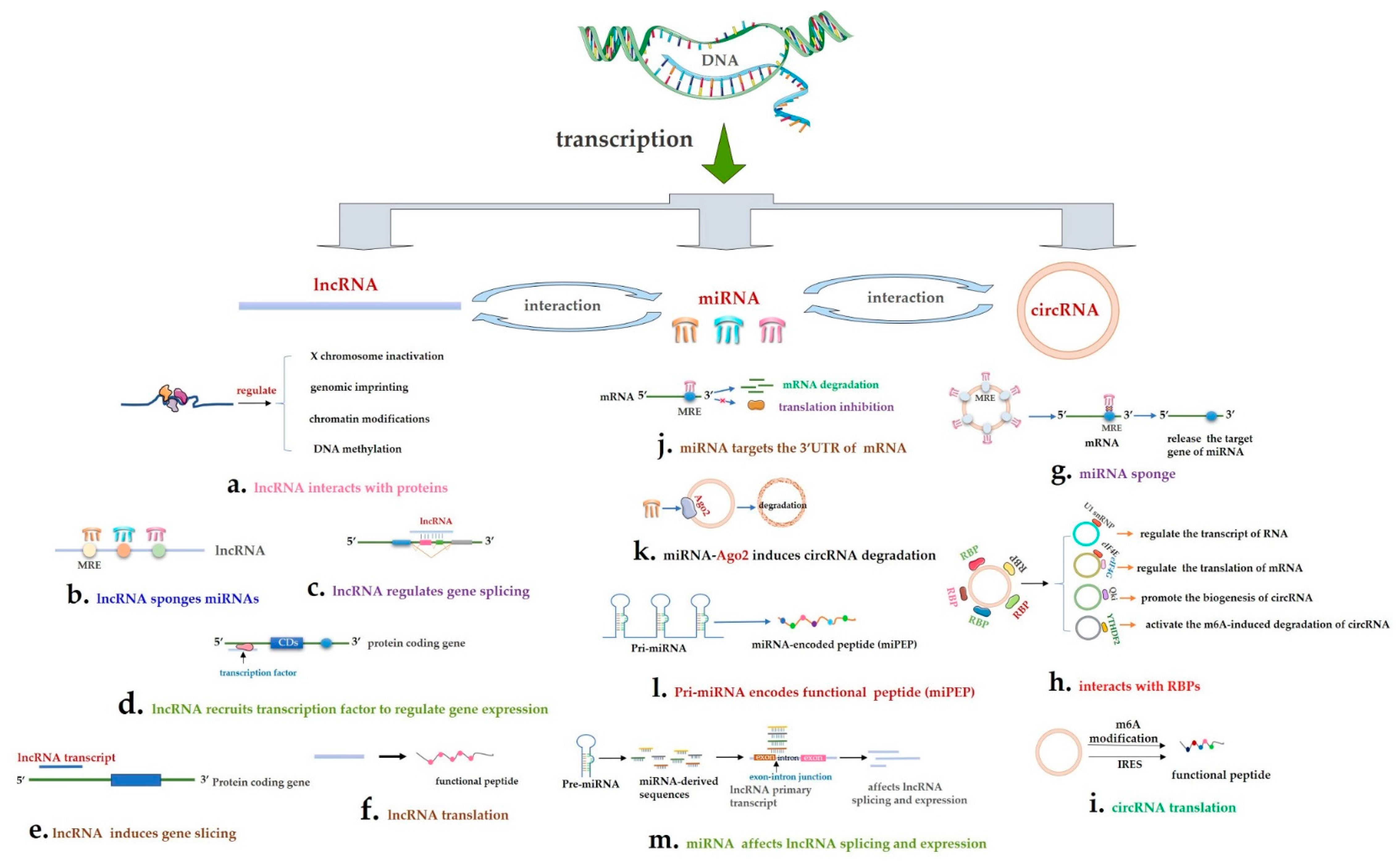 Life 10 00148 g001 Life 10 00148 g001