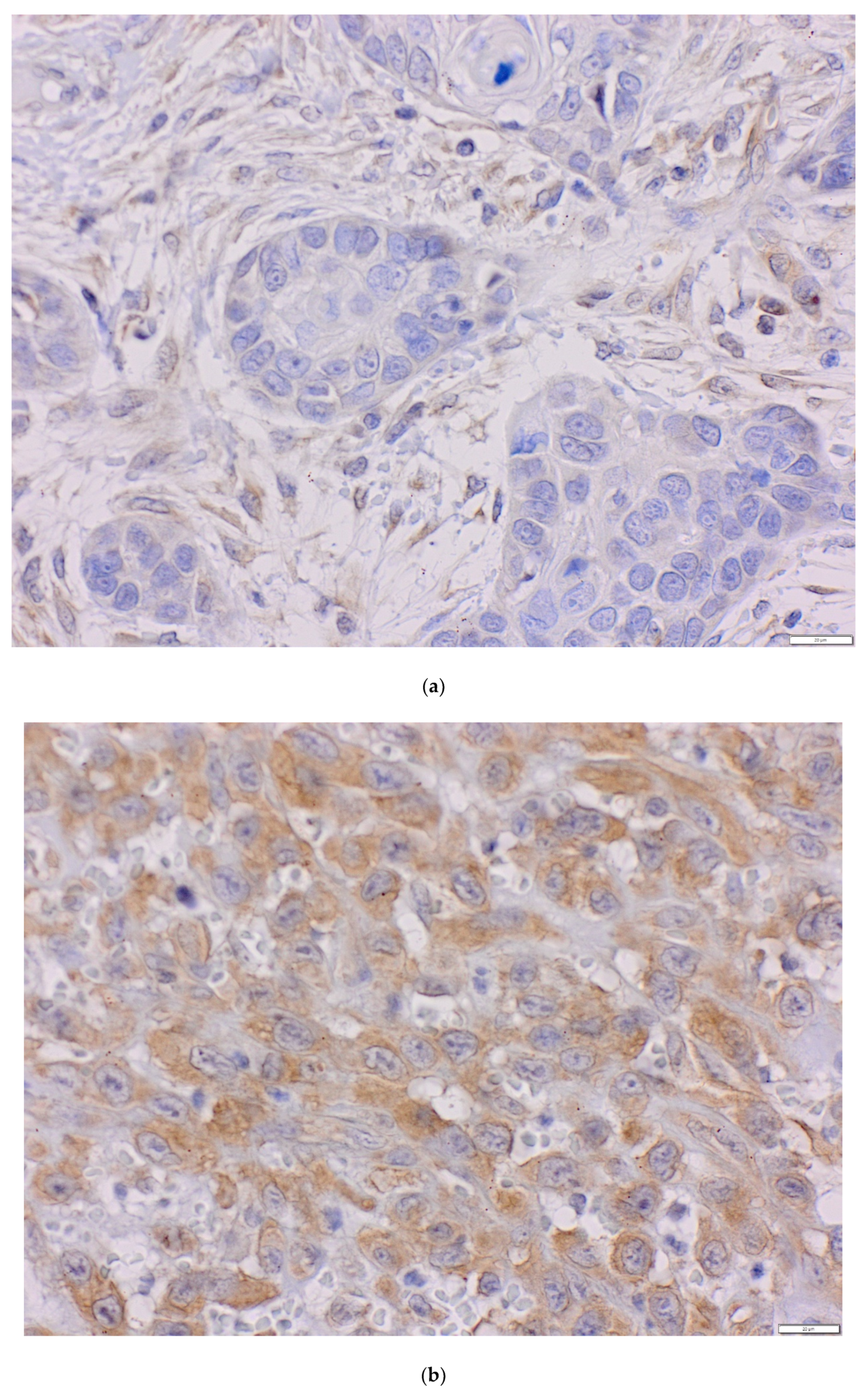 Life 10 00325 g002a Life 10 00325 g002a