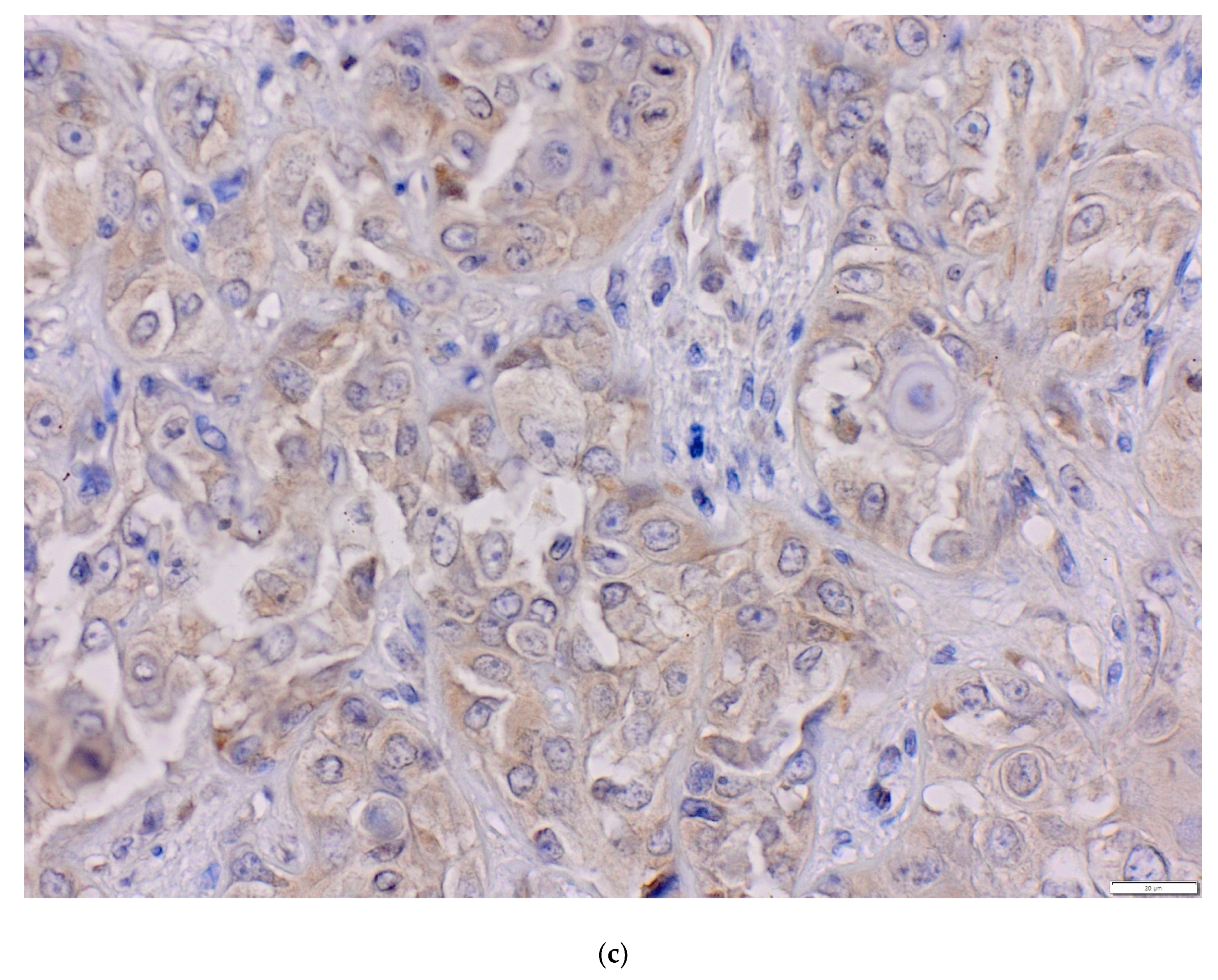 Life 10 00325 g002b Life 10 00325 g002b