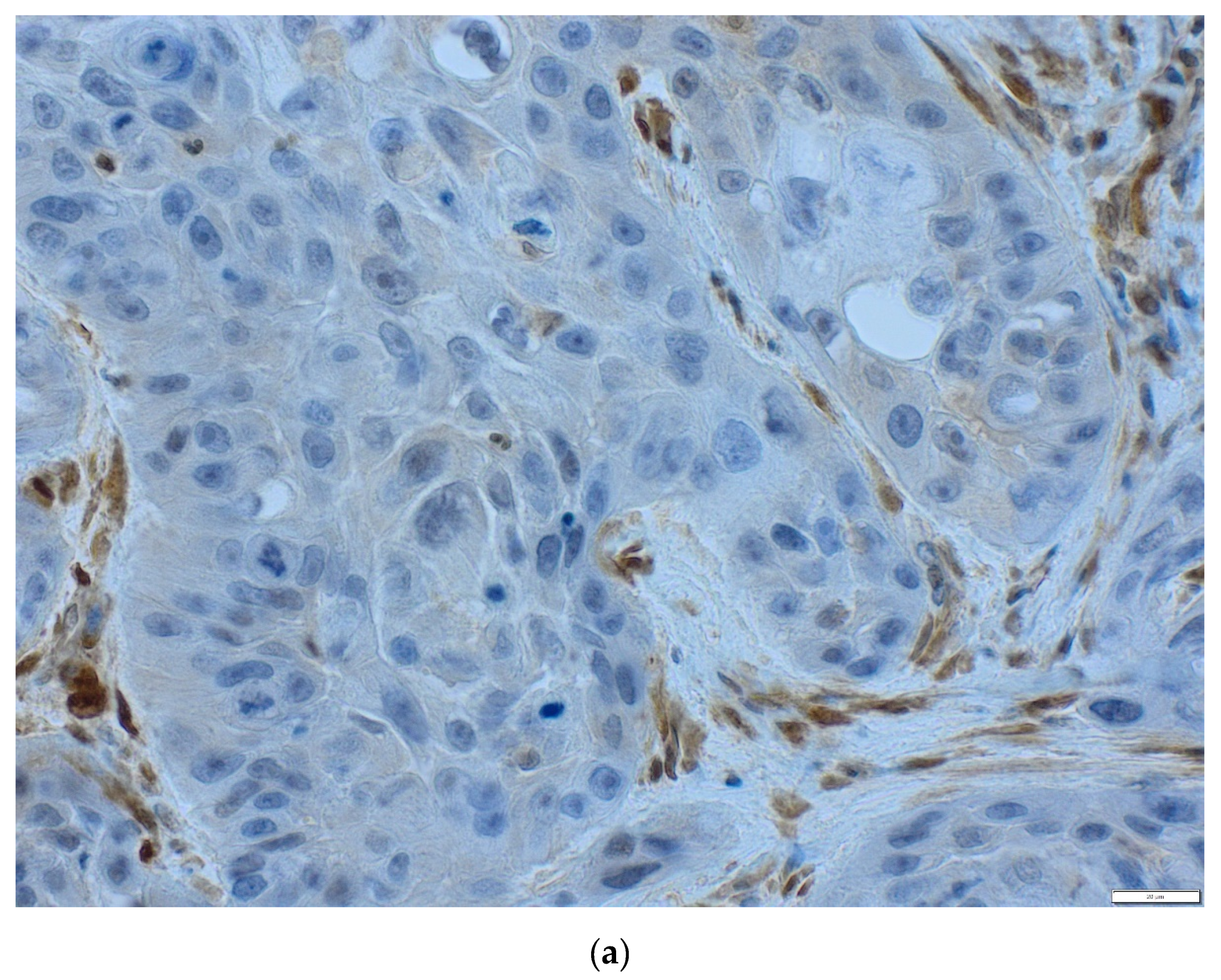 Life 10 00325 g003a Life 10 00325 g003a