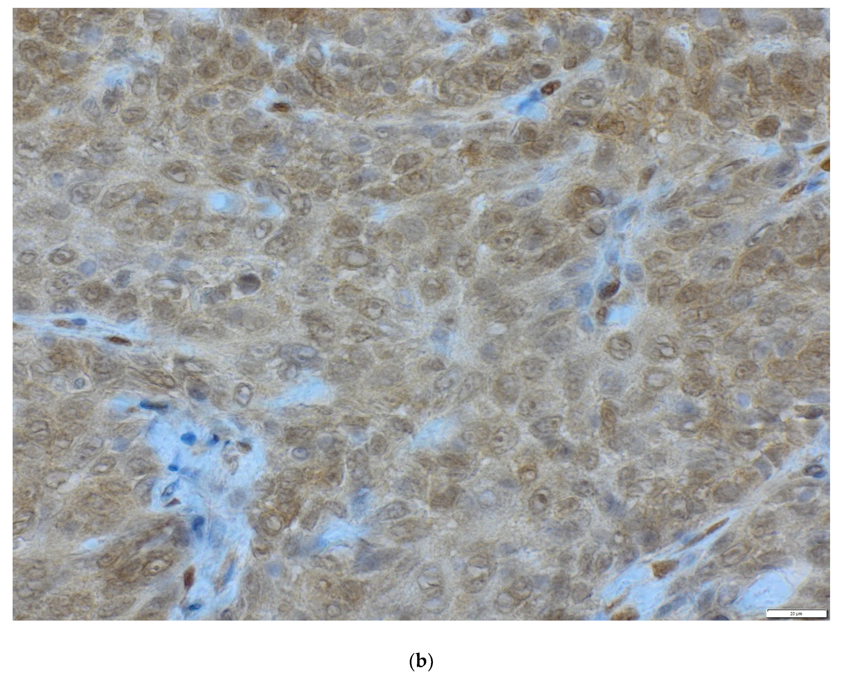 Life 10 00325 g003b Life 10 00325 g003b