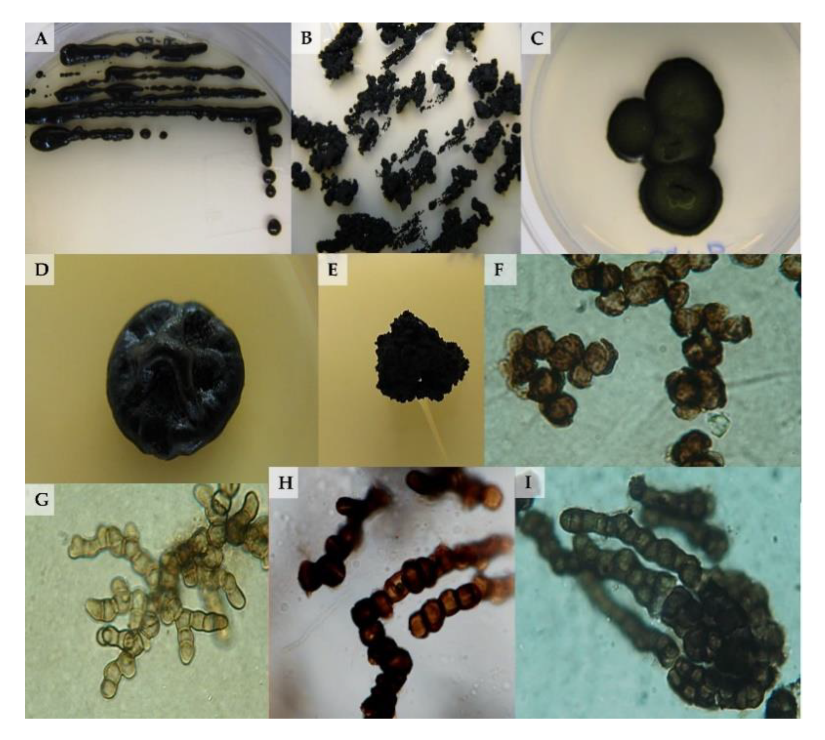 Life 10 00362 g001 Life 10 00362 g001