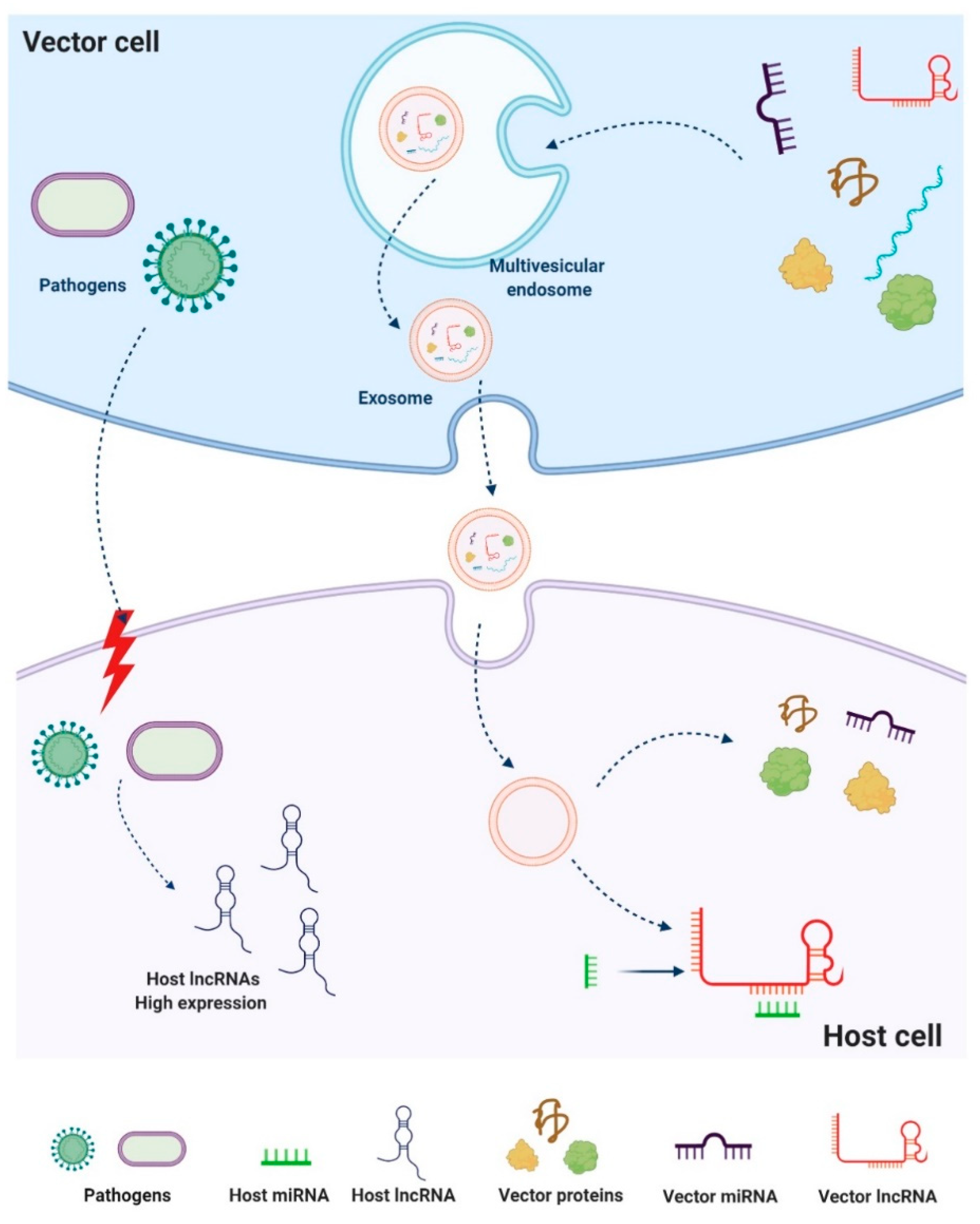 Life 11 00056 g004 Life 11 00056 g004