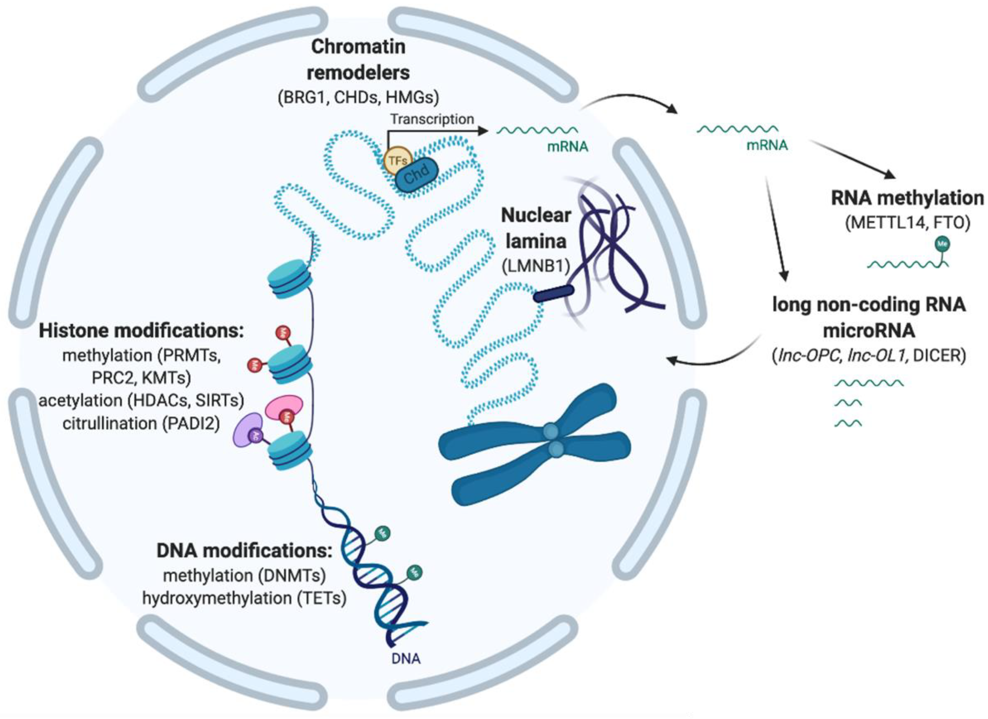 Life 11 00062 g001 Life 11 00062 g001