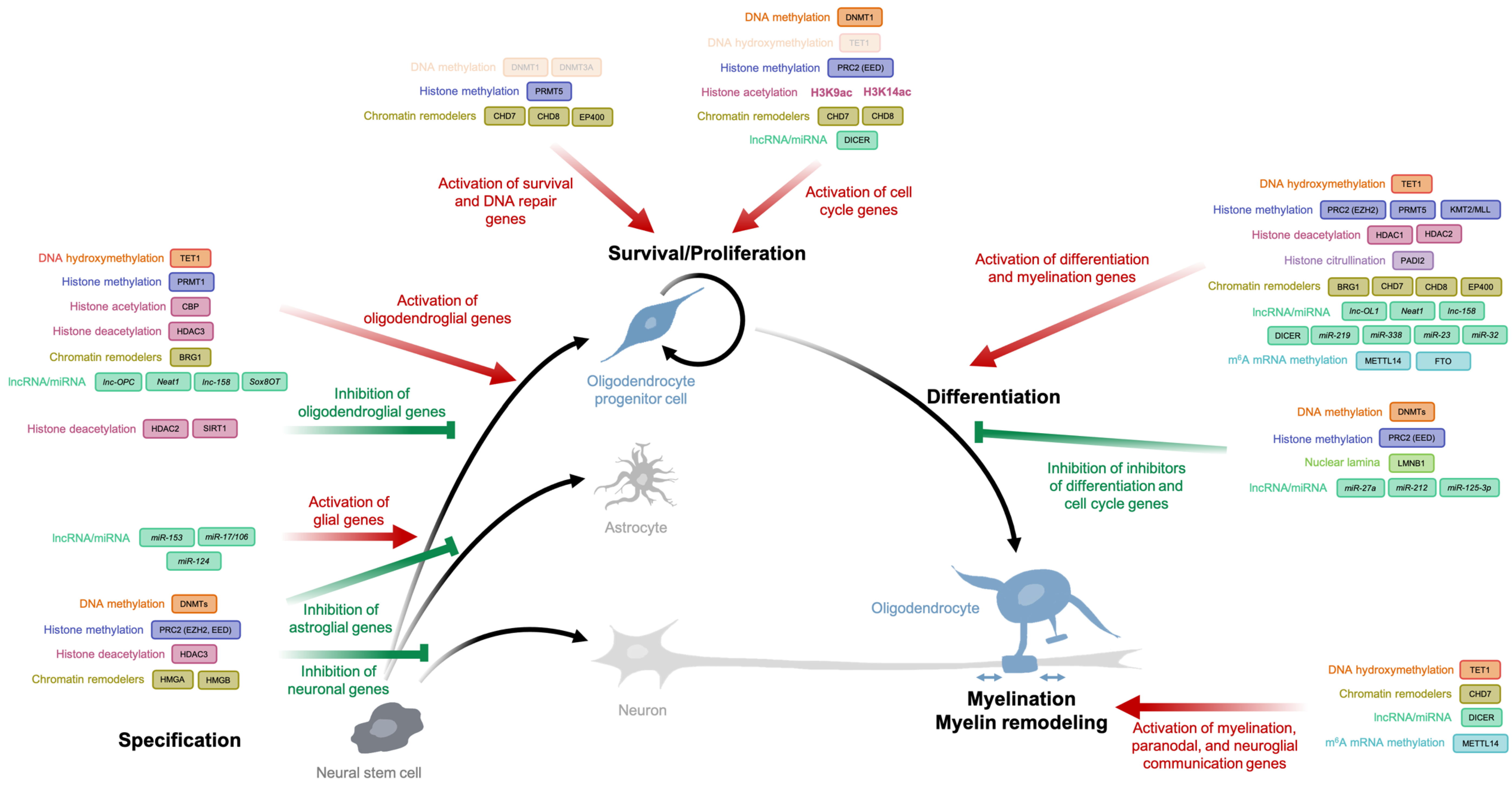 Life 11 00062 g002 Life 11 00062 g002