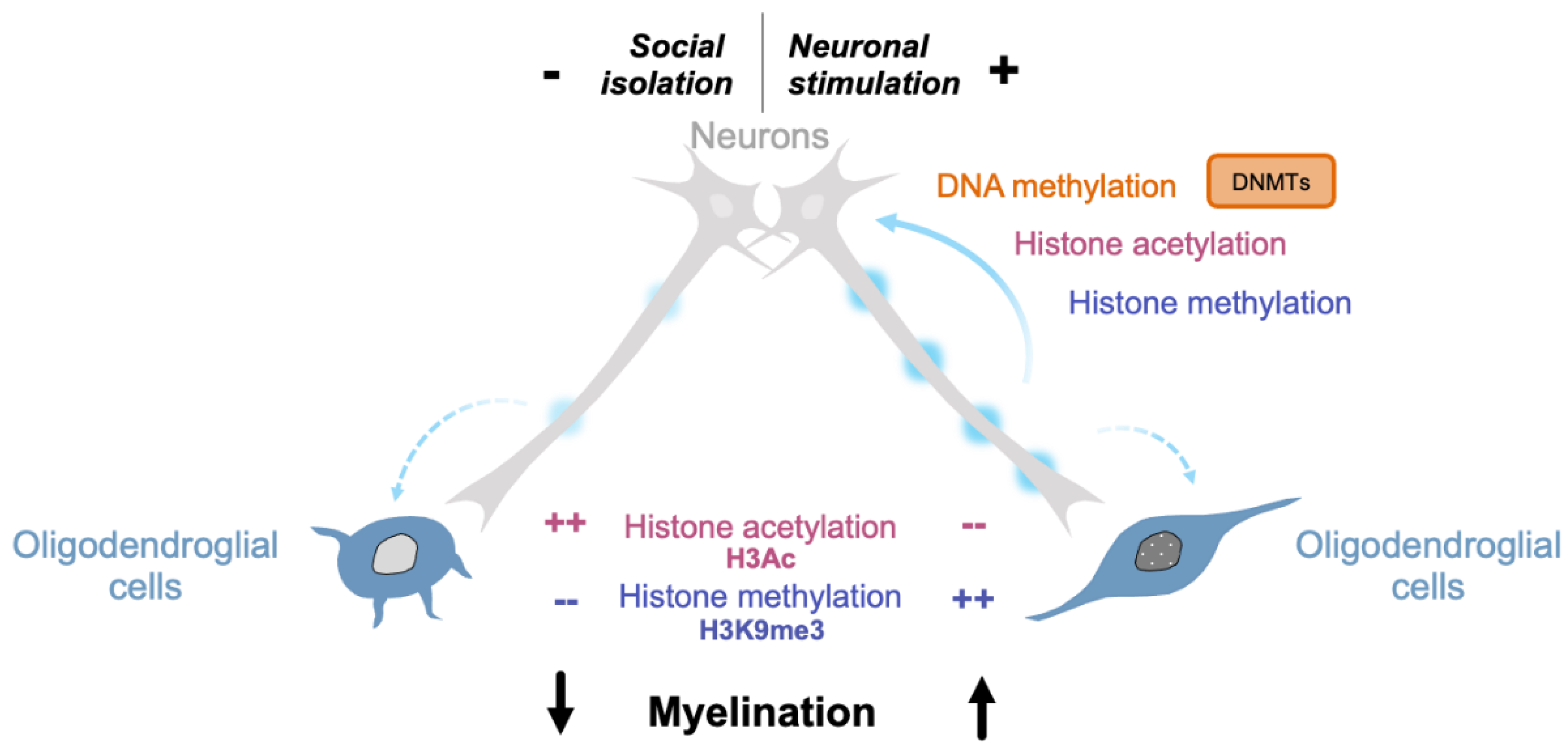 Life 11 00062 g003 Life 11 00062 g003