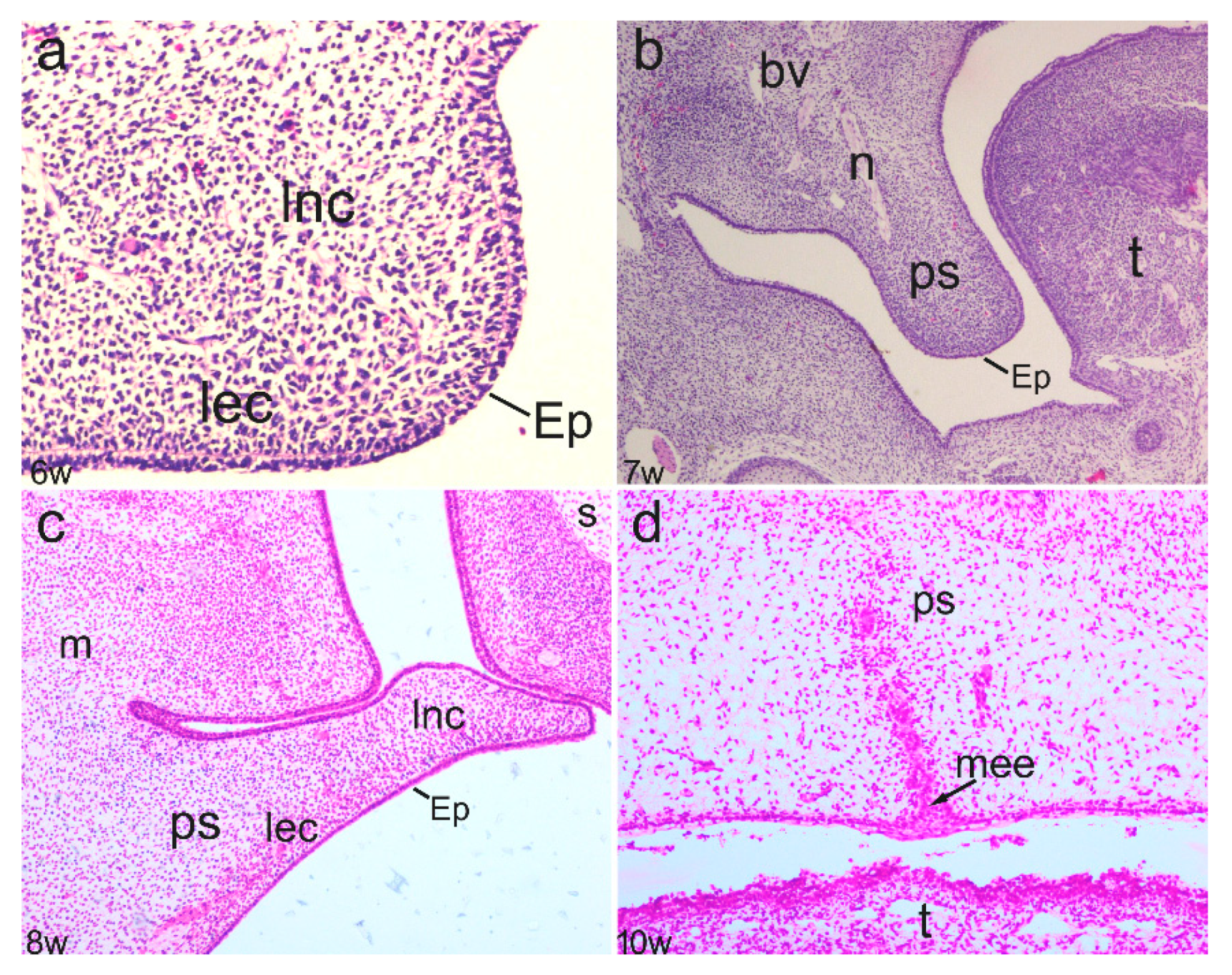 Life 11 00164 g001 Life 11 00164 g001