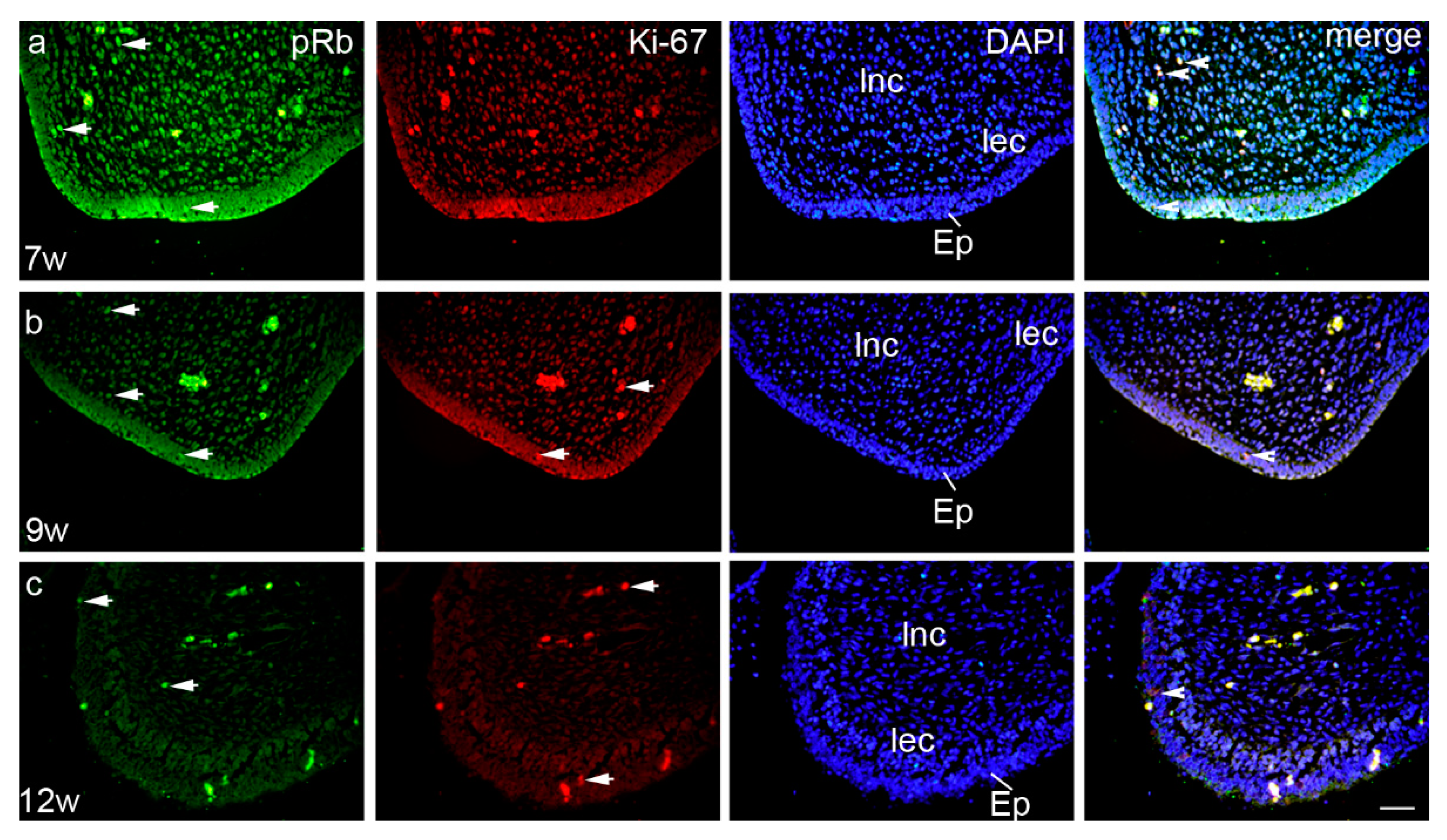 Life 11 00164 g003 Life 11 00164 g003