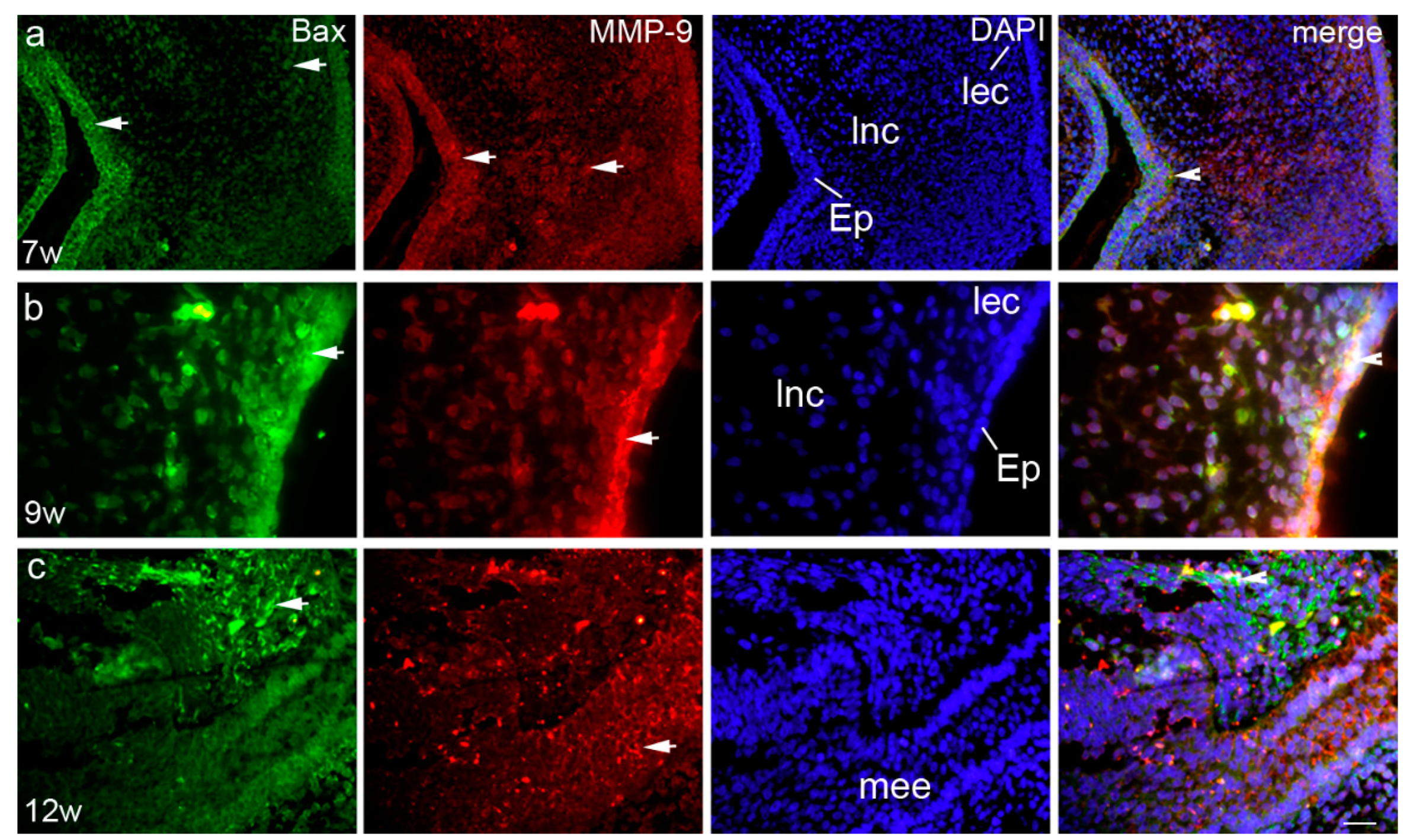 Life 11 00164 g004 Life 11 00164 g004