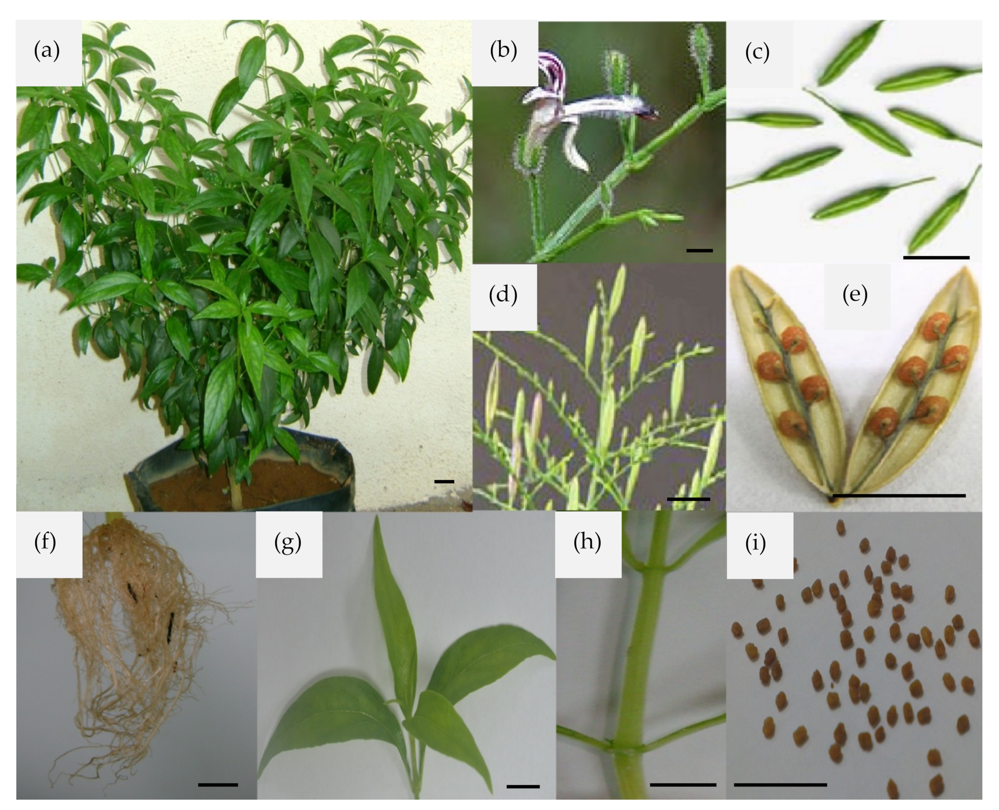 Life 11 00348 g001 Life 11 00348 g001