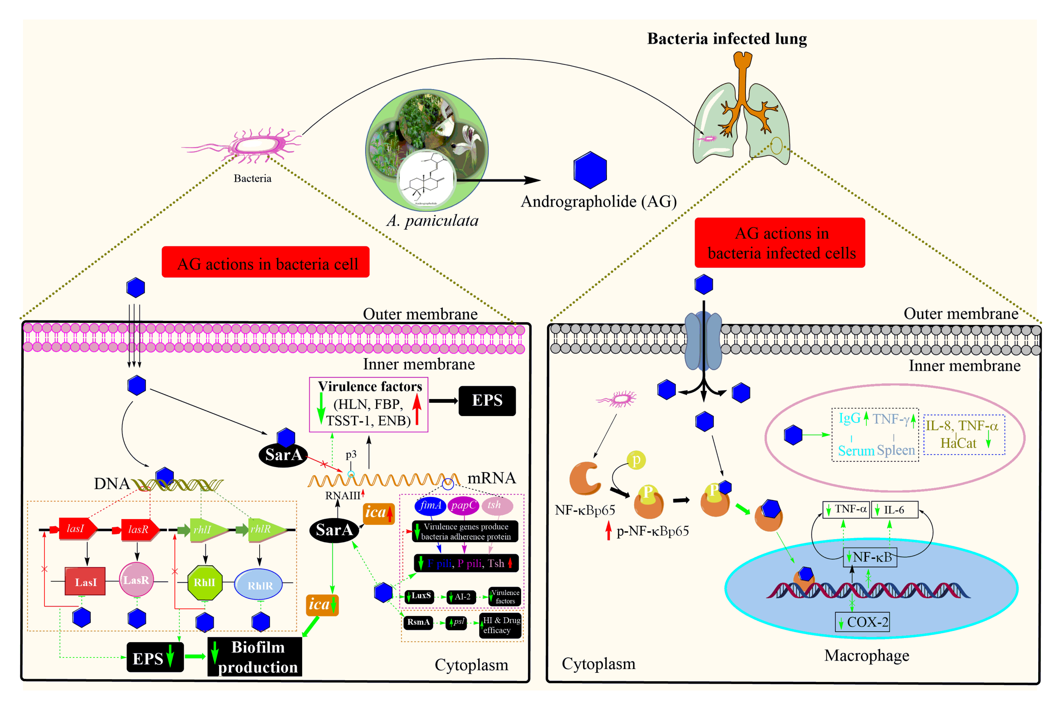 Life 11 00348 g005 Life 11 00348 g005