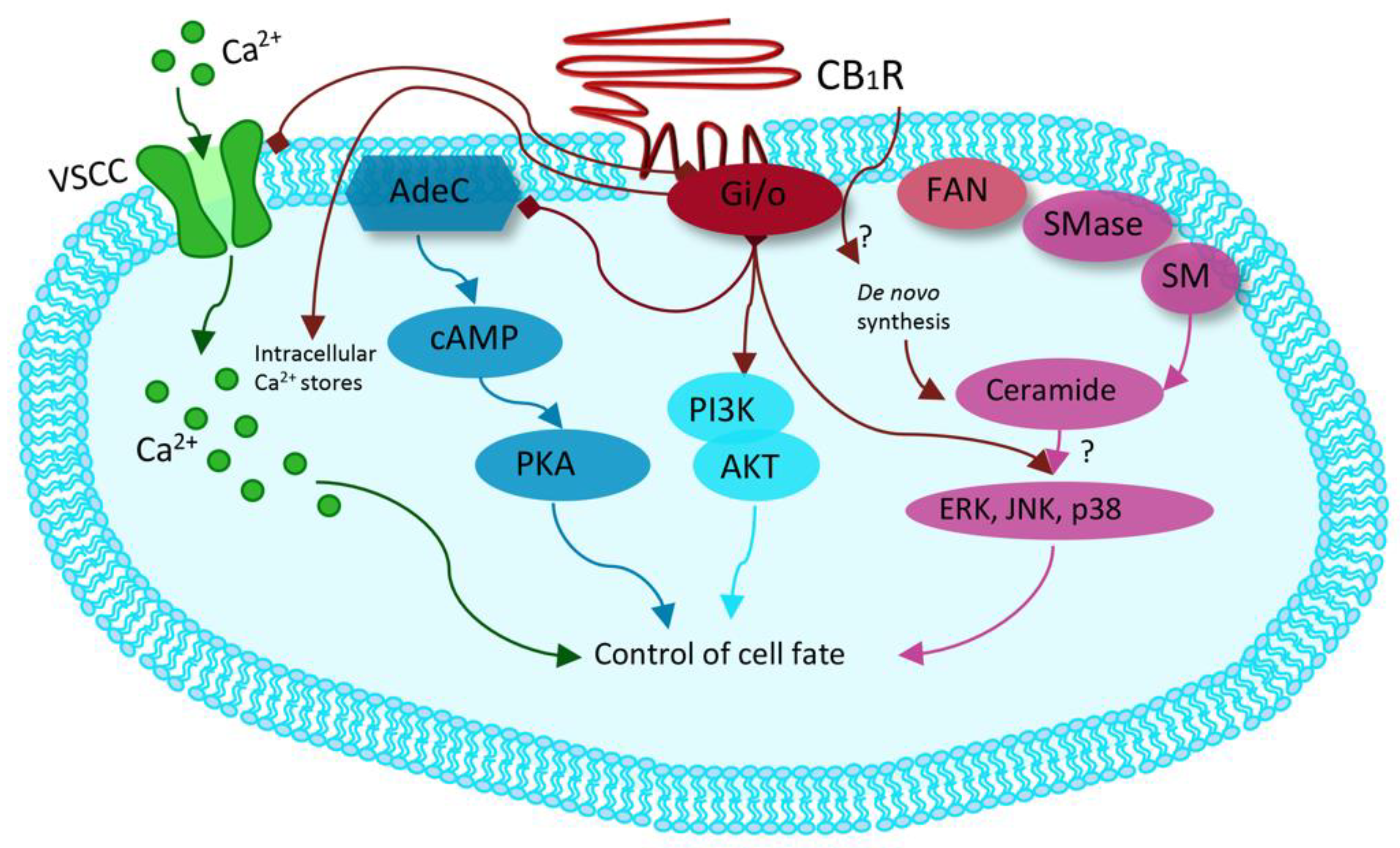 Life 11 00440 g002 Life 11 00440 g002