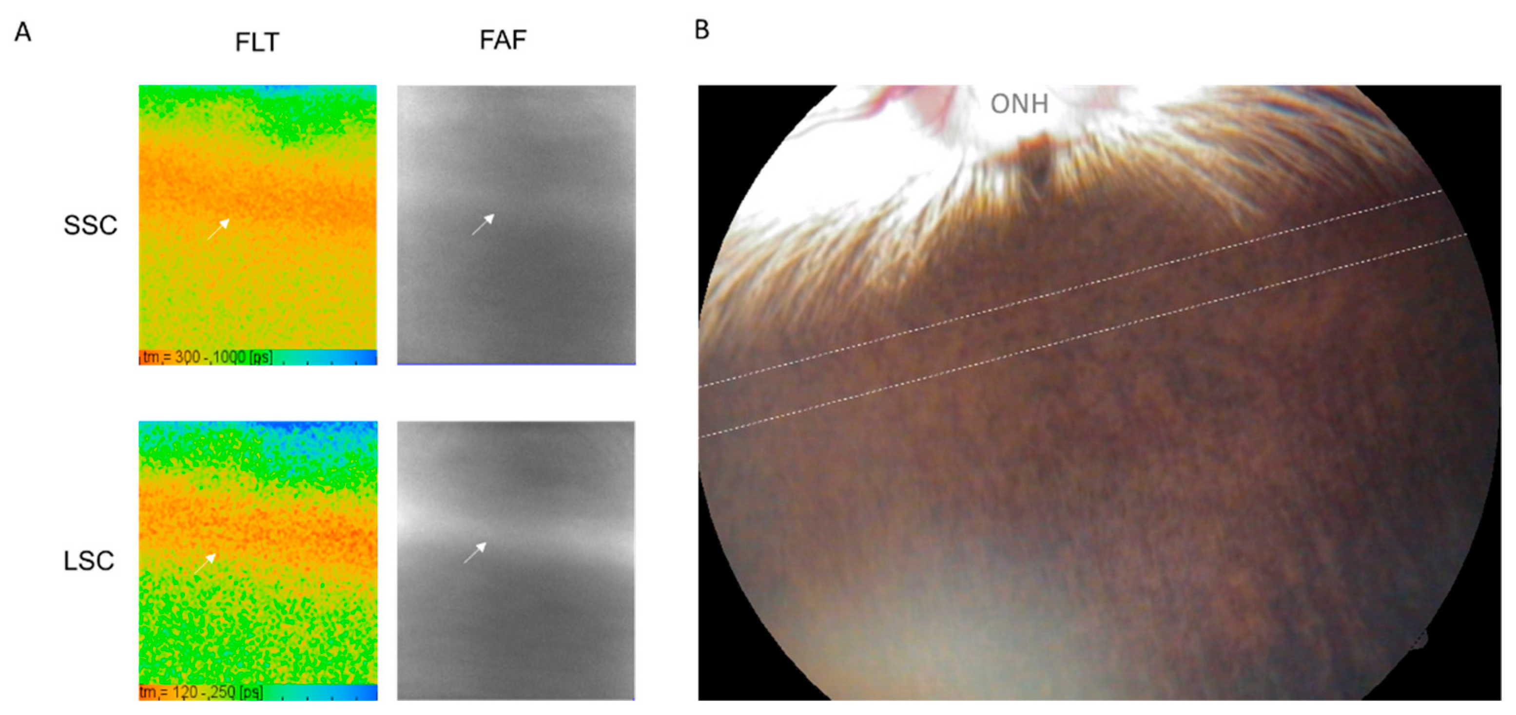 Life 11 00555 g003 Life 11 00555 g003