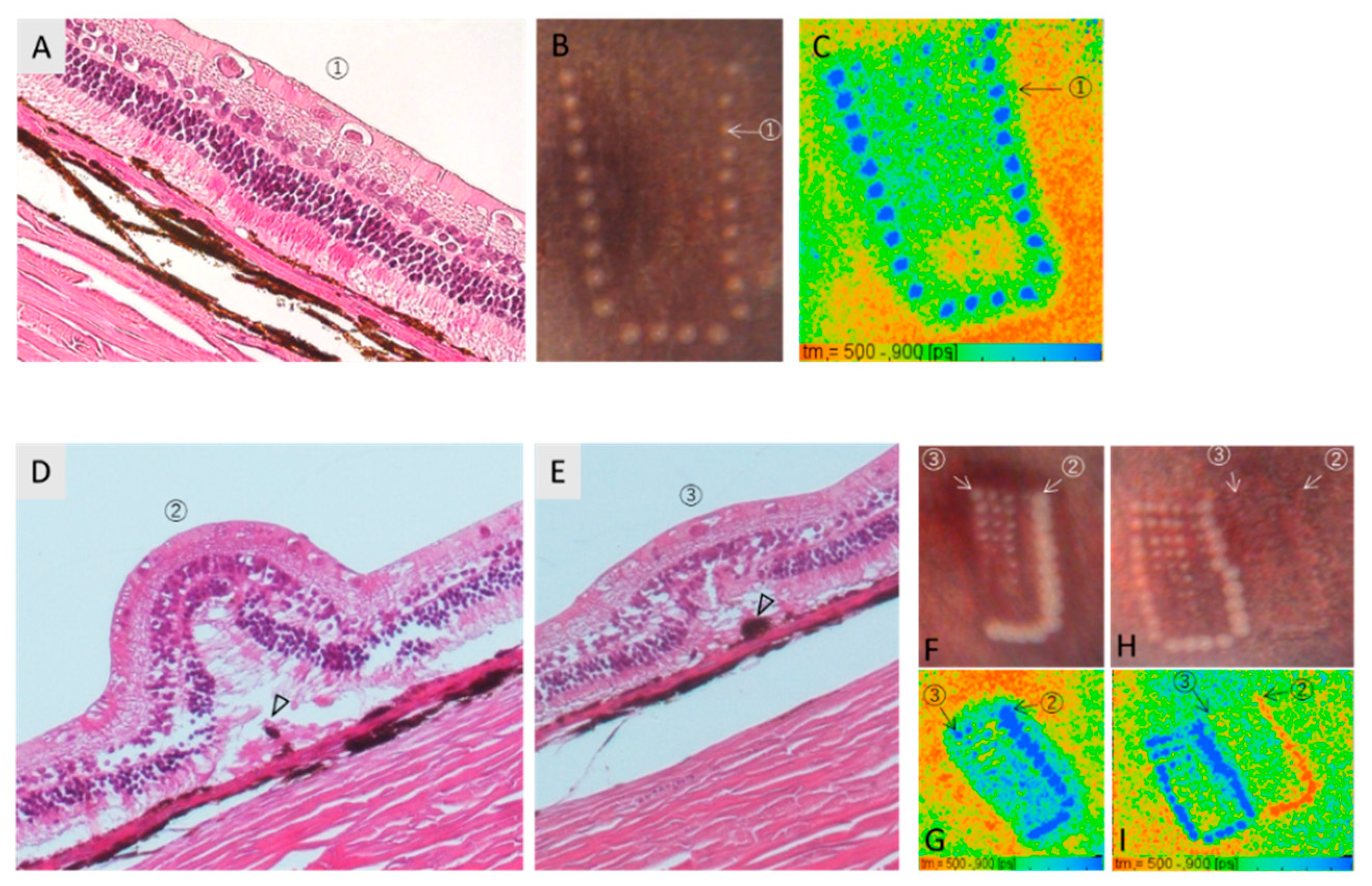 Life 11 00555 g006 Life 11 00555 g006