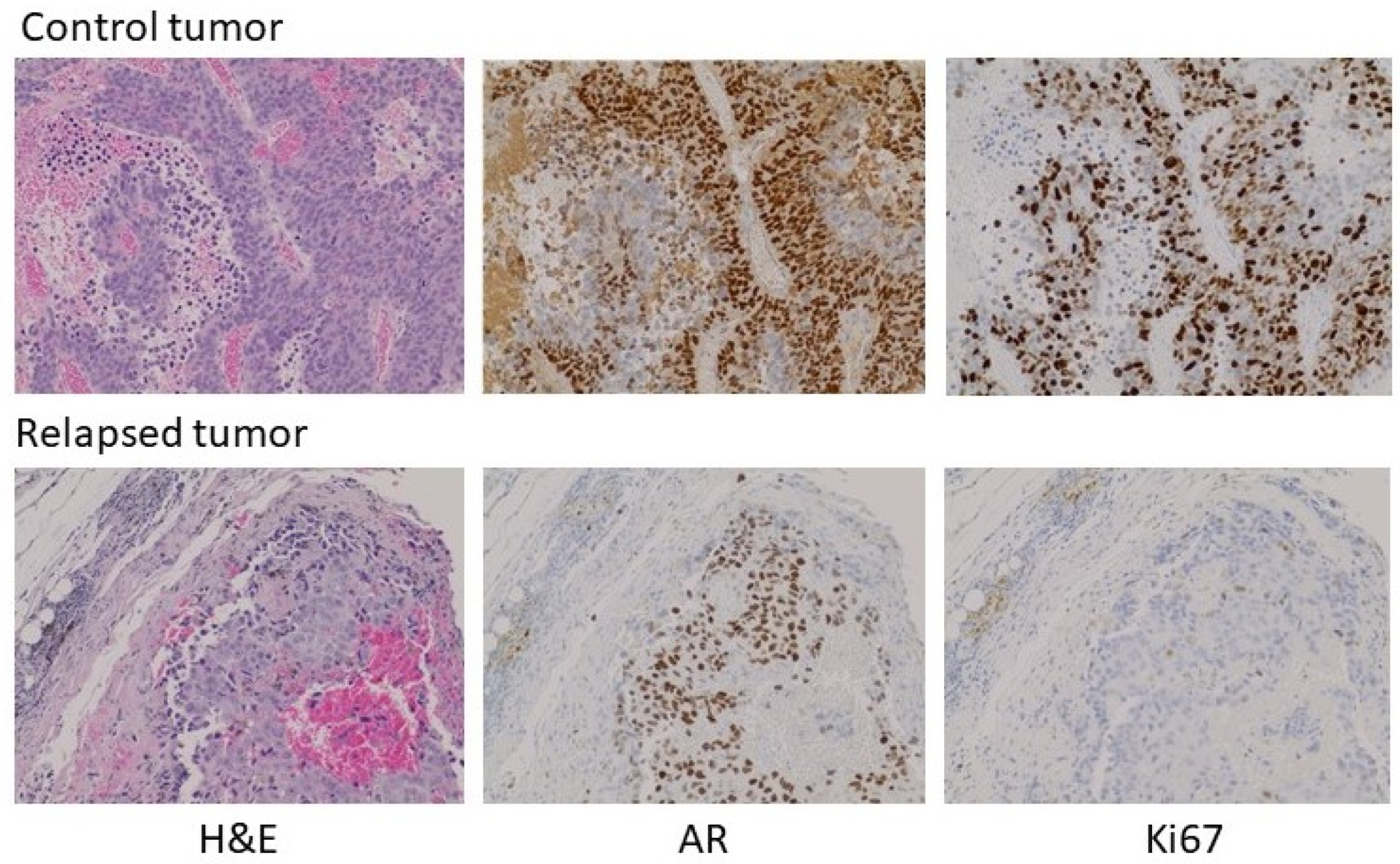 Life 11 00884 g005 Life 11 00884 g005