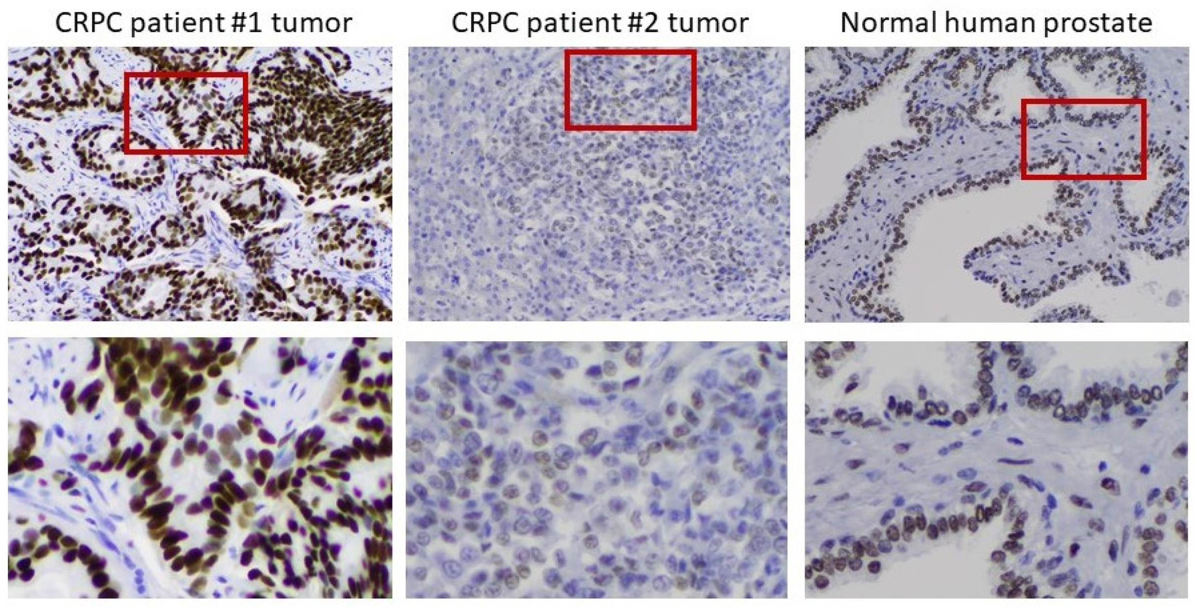 Life 11 00884 g006 Life 11 00884 g006