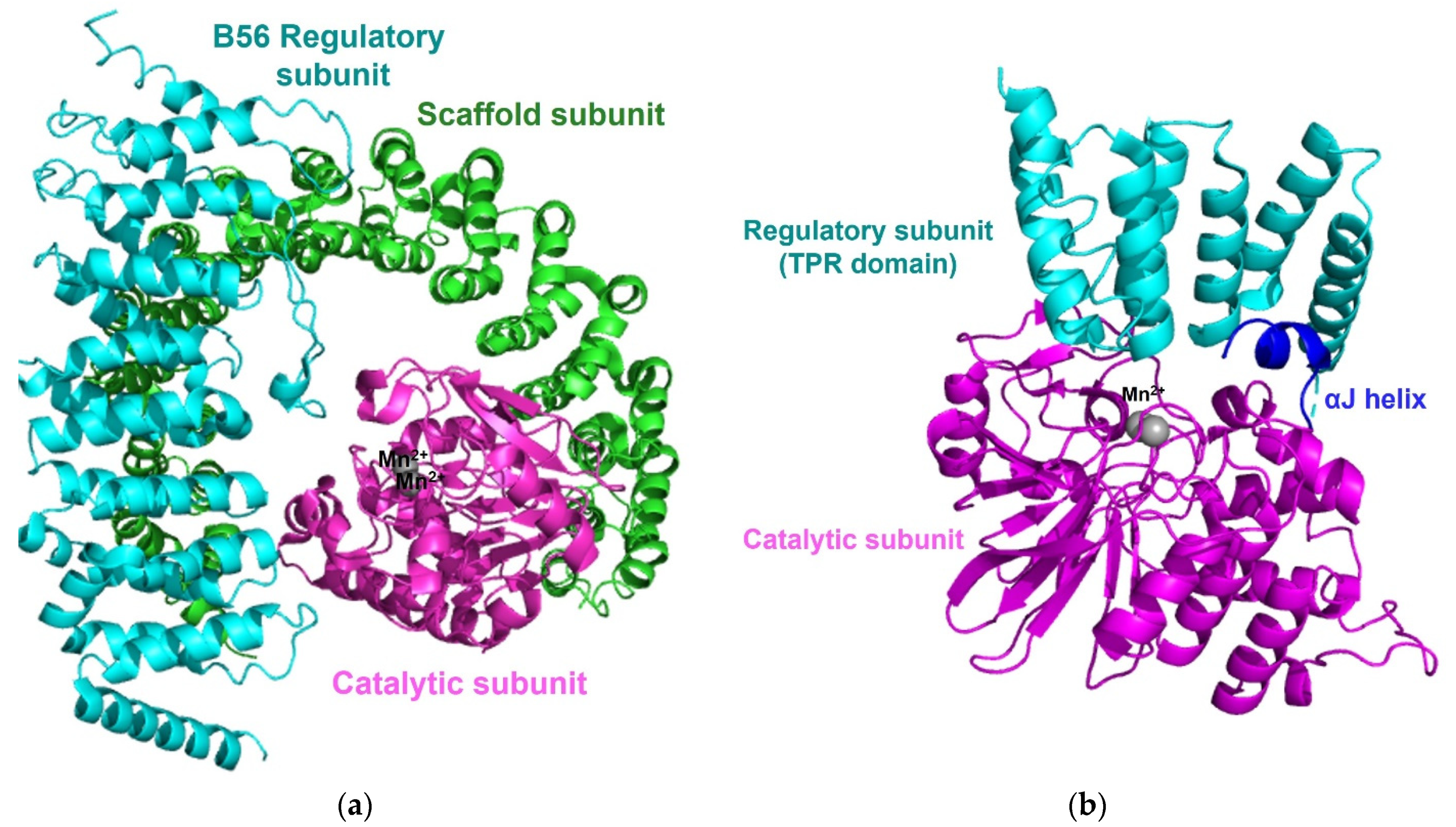 Life 11 00957 g005 Life 11 00957 g005