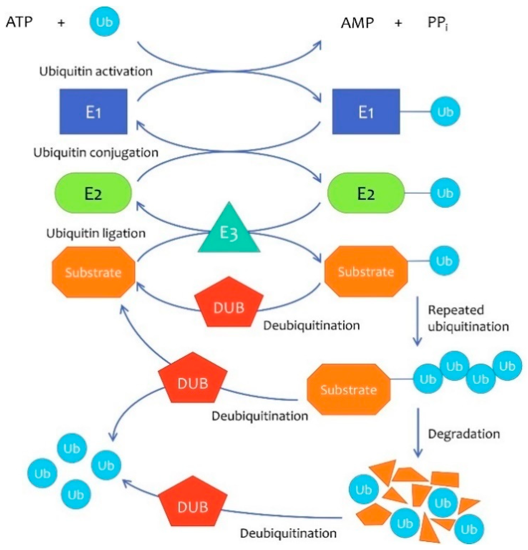 Life 11 00965 g001 Life 11 00965 g001