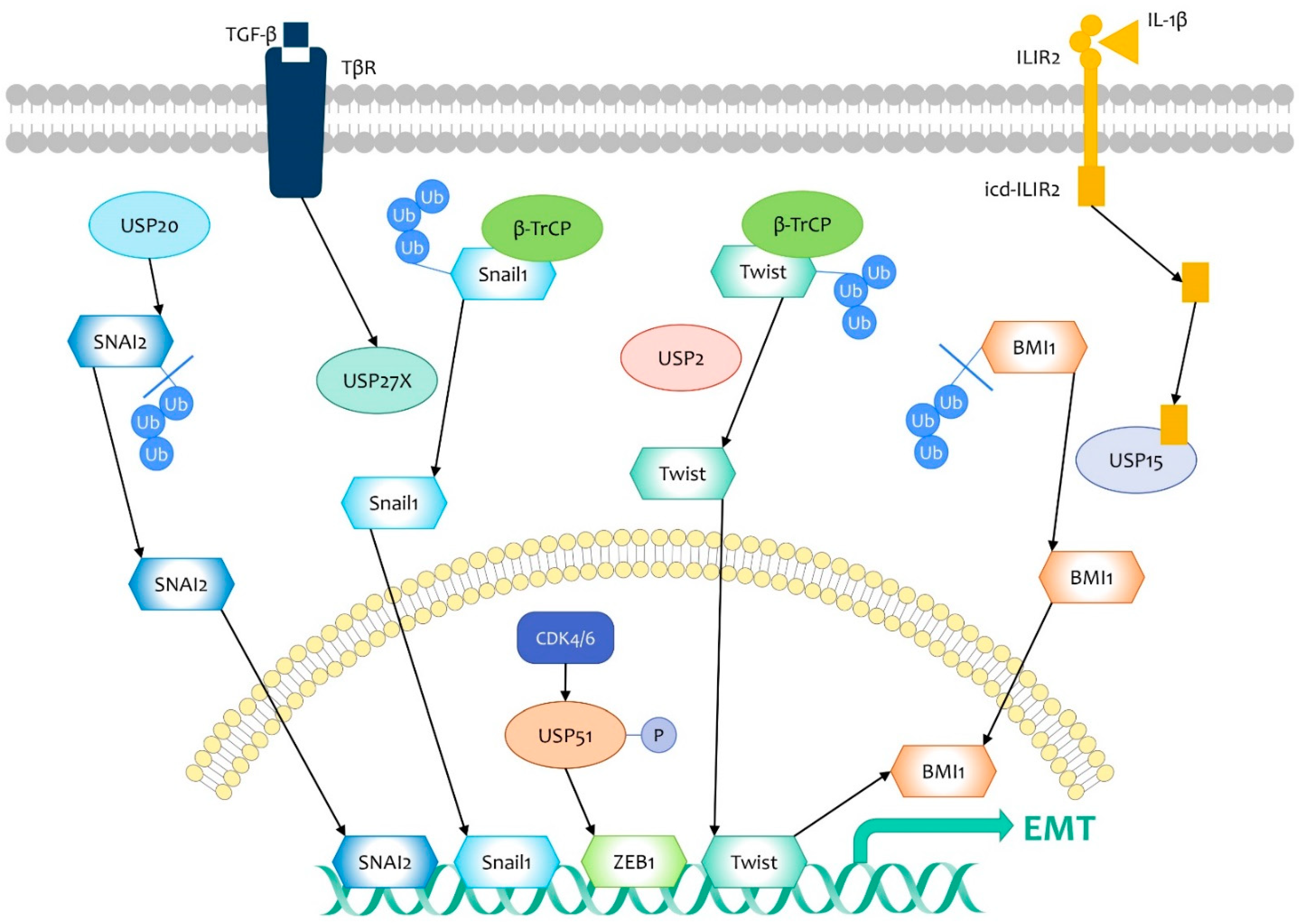 Life 11 00965 g004 Life 11 00965 g004