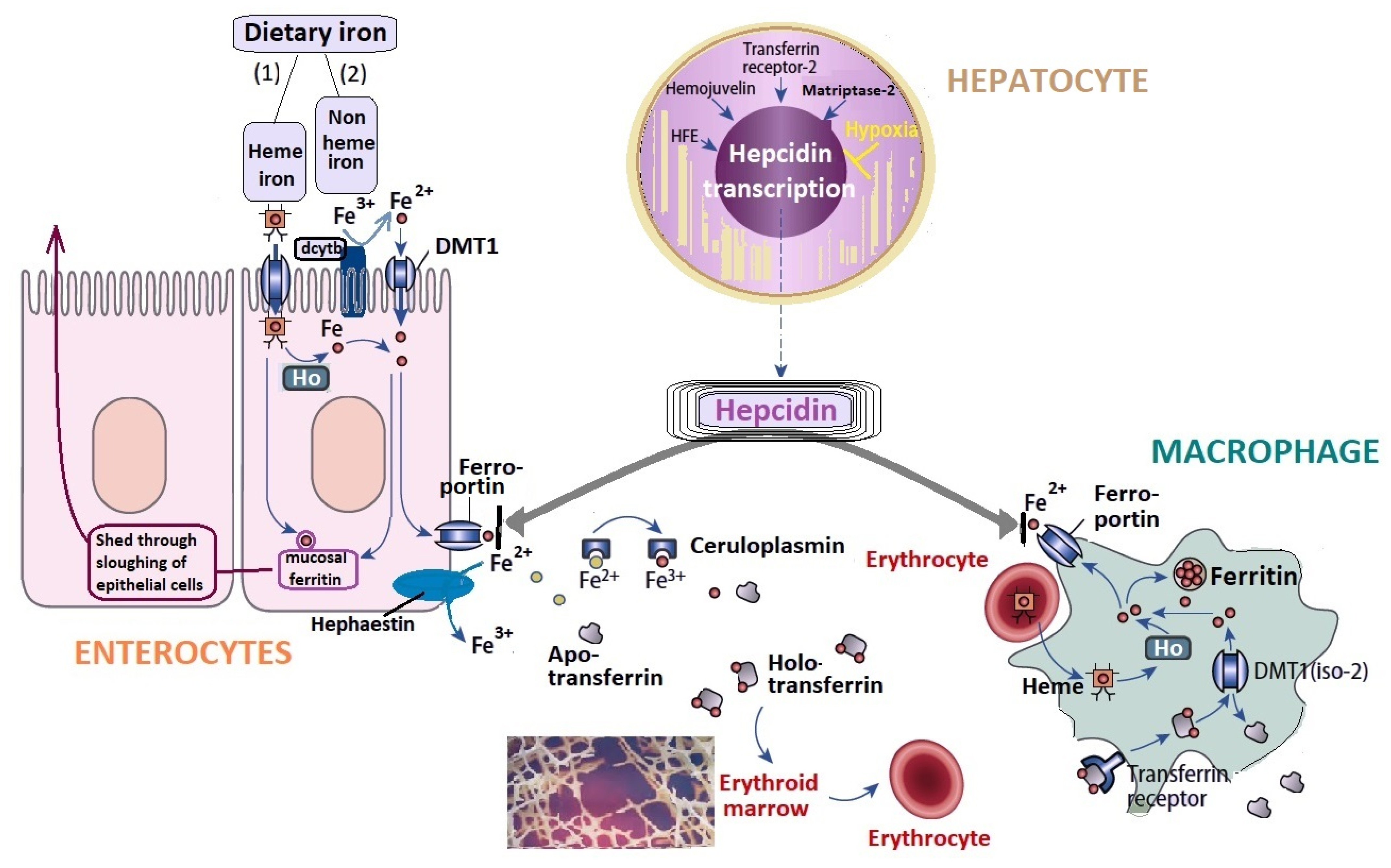 Life 11 00987 g001 Life 11 00987 g001