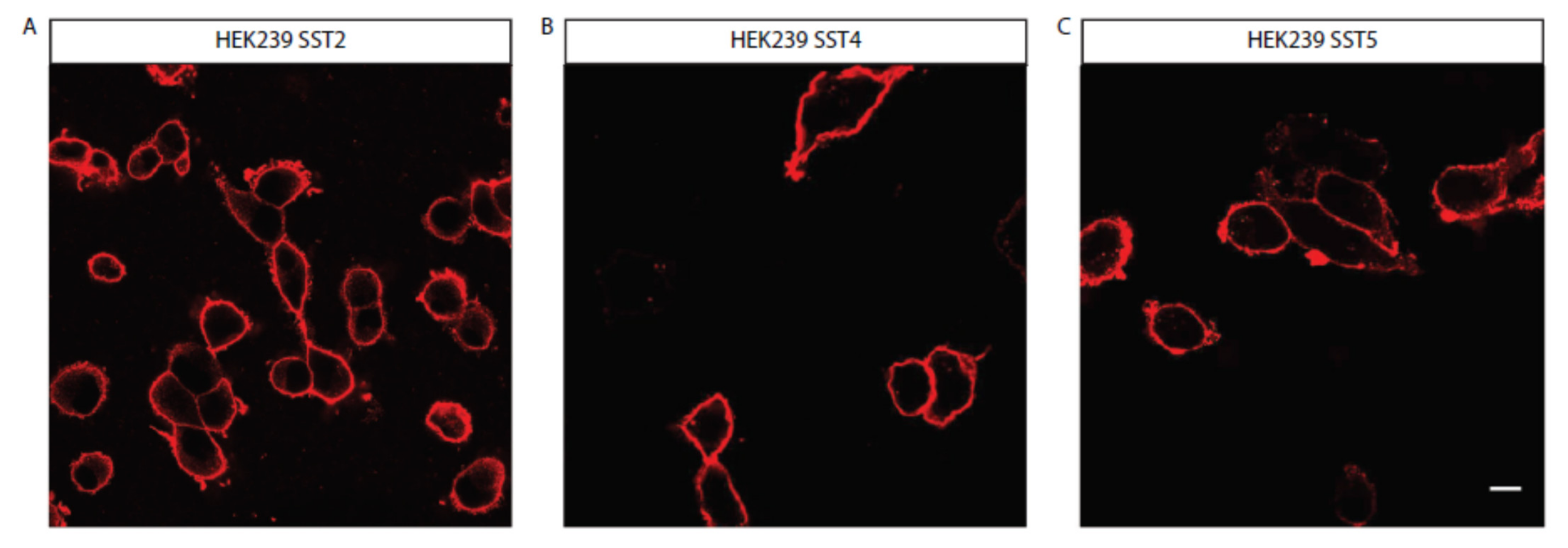 Life 11 01075 g002 Life 11 01075 g002