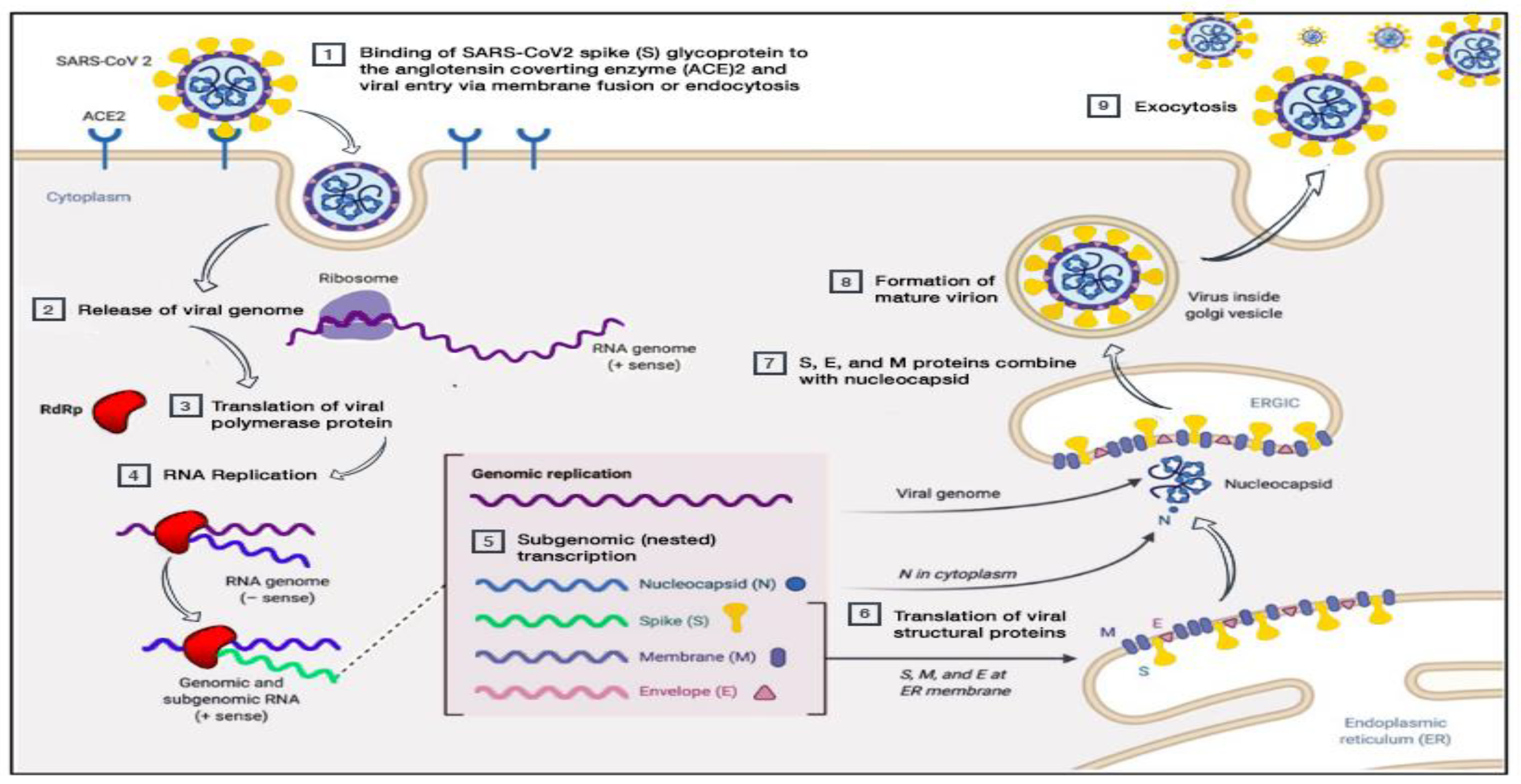 Life 11 01101 g001 Life 11 01101 g001