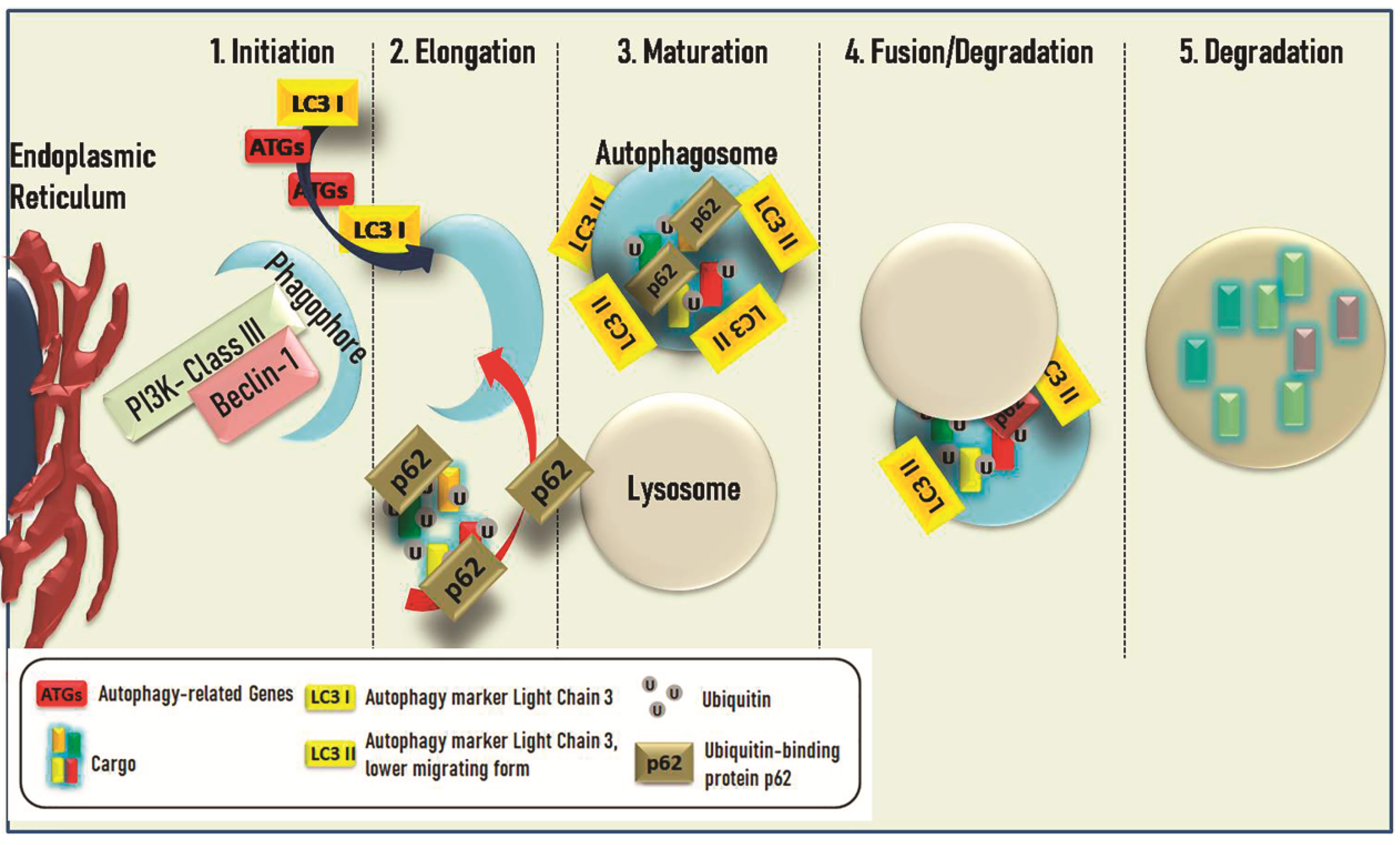 Life 11 01304 g001 Life 11 01304 g001