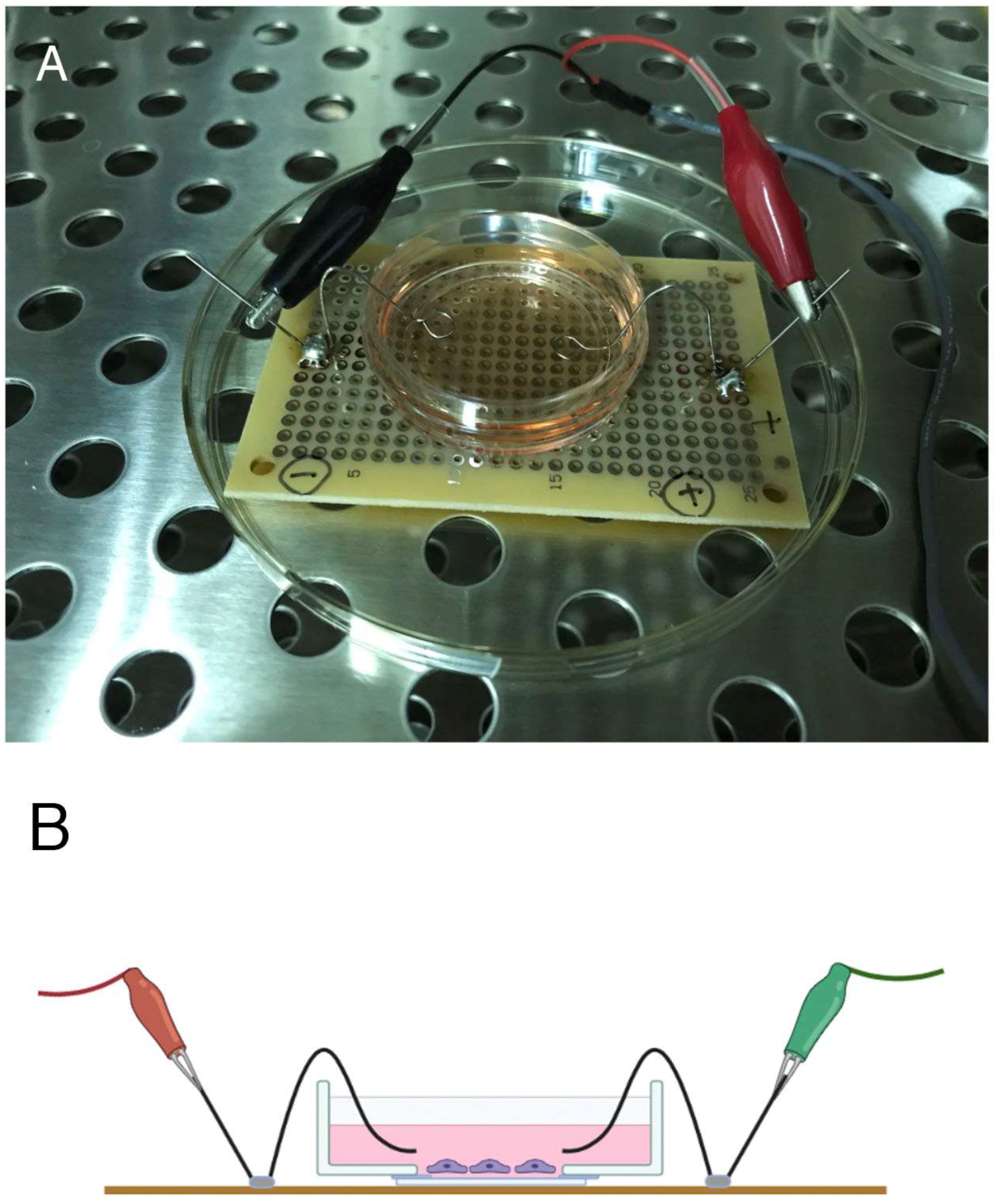 Life 12 00531 g001 Life 12 00531 g001