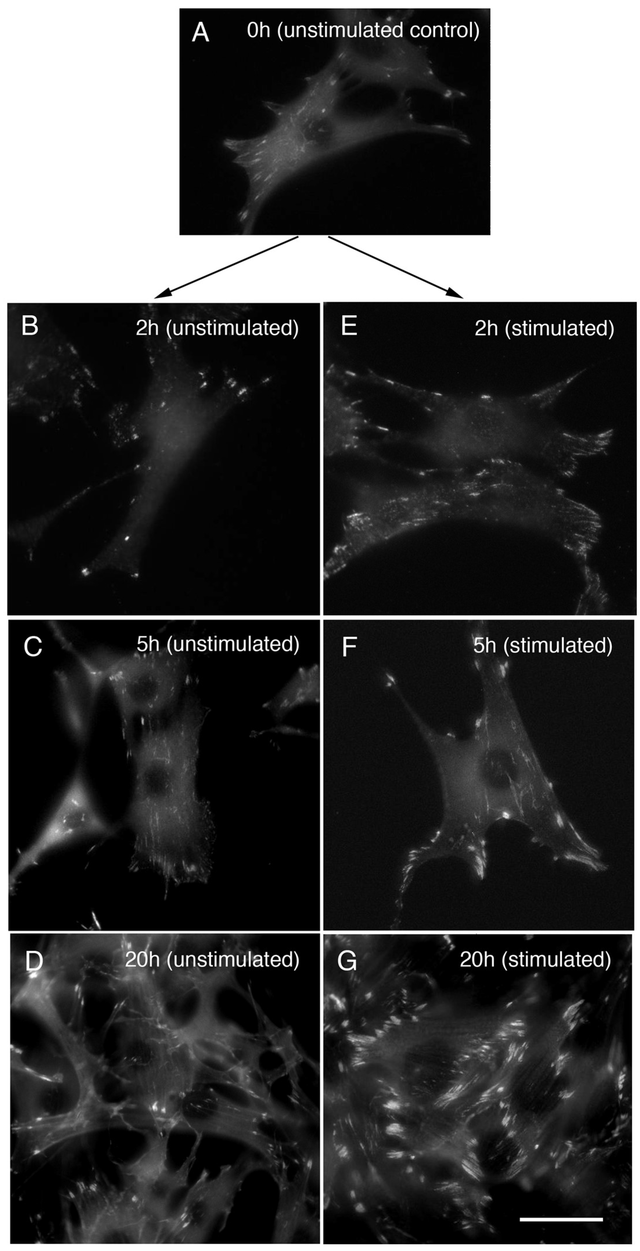 Life 12 00531 g003 Life 12 00531 g003