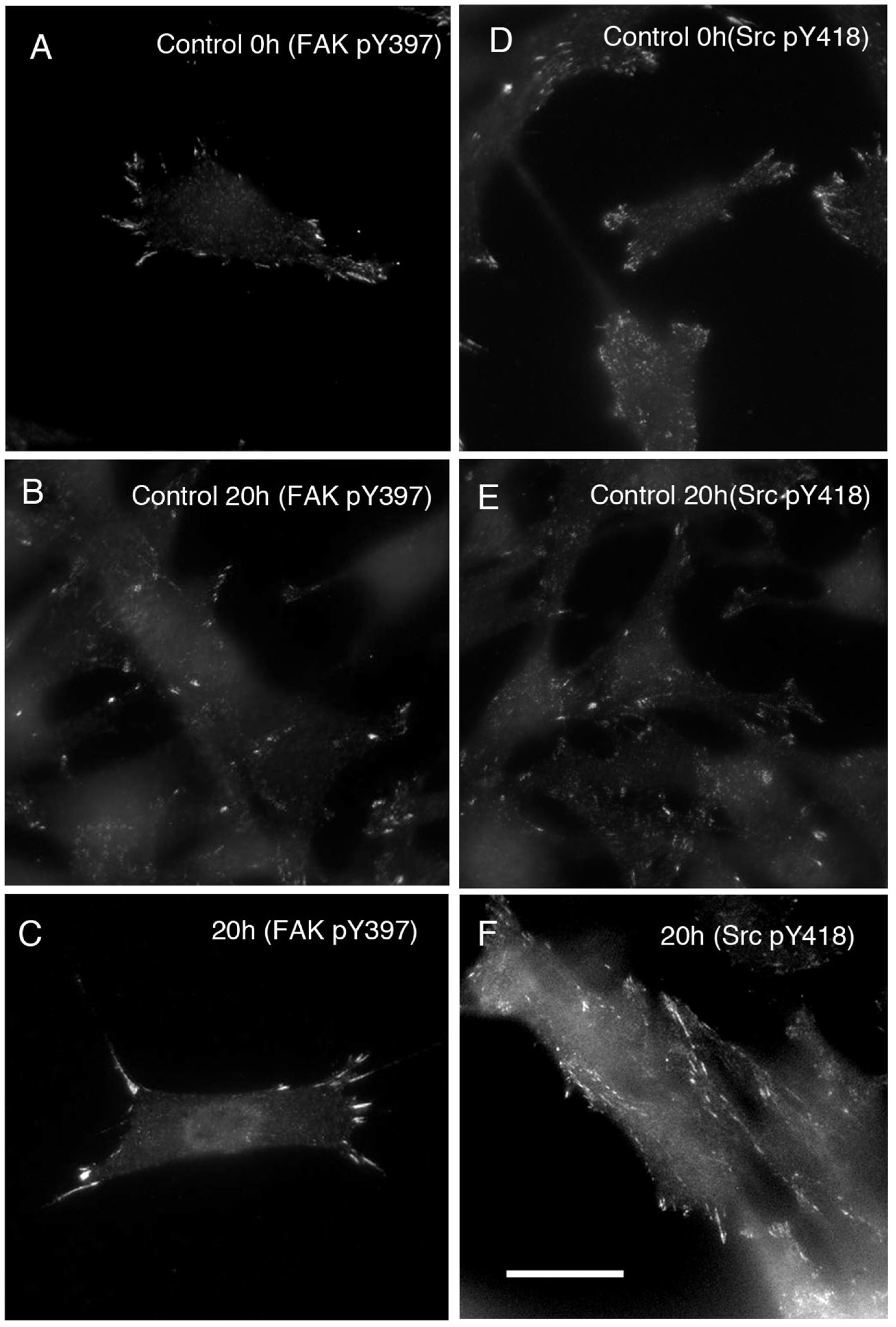 Life 12 00531 g005 Life 12 00531 g005