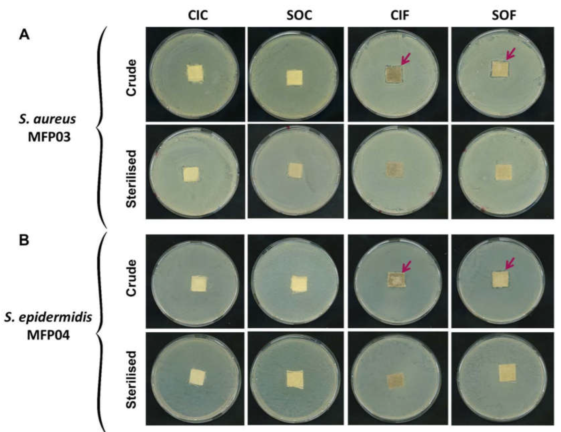 Life 12 00535 g001 Life 12 00535 g001