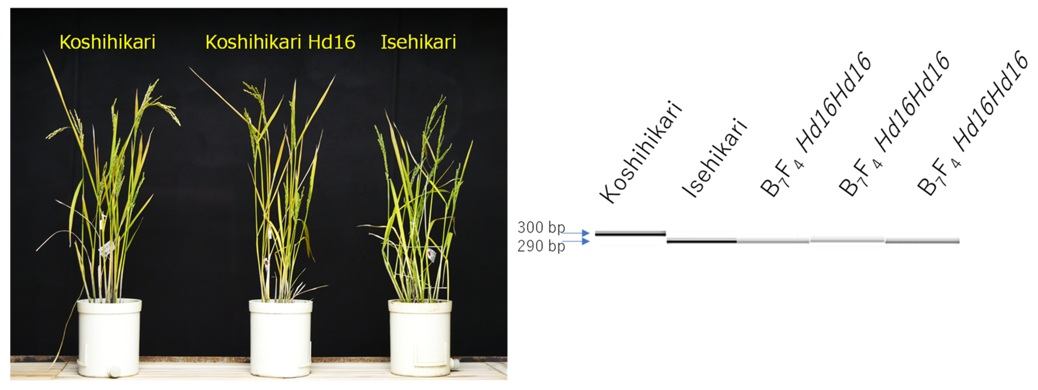 Life 12 01237 g004 Life 12 01237 g004